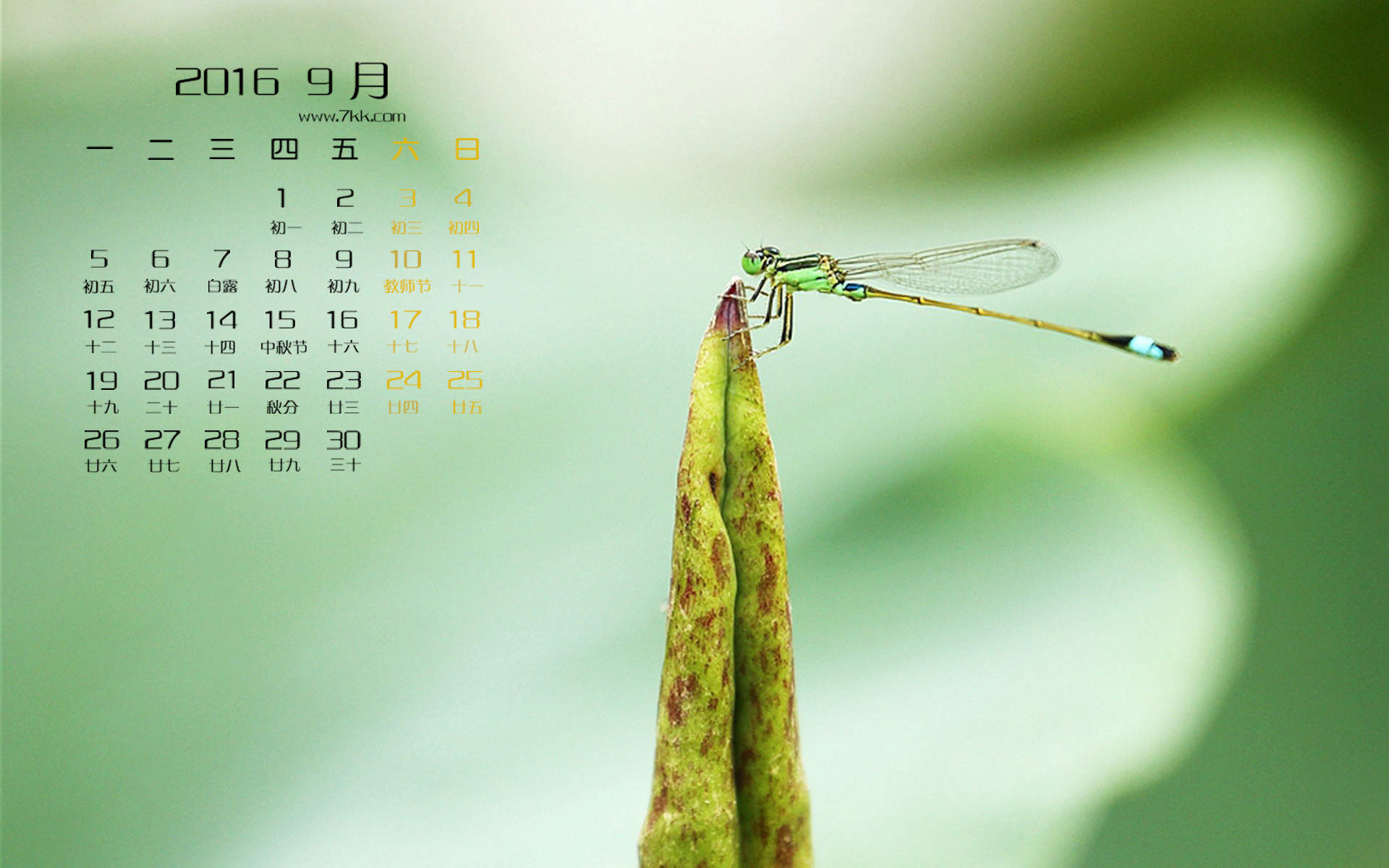 蜻蜓图片