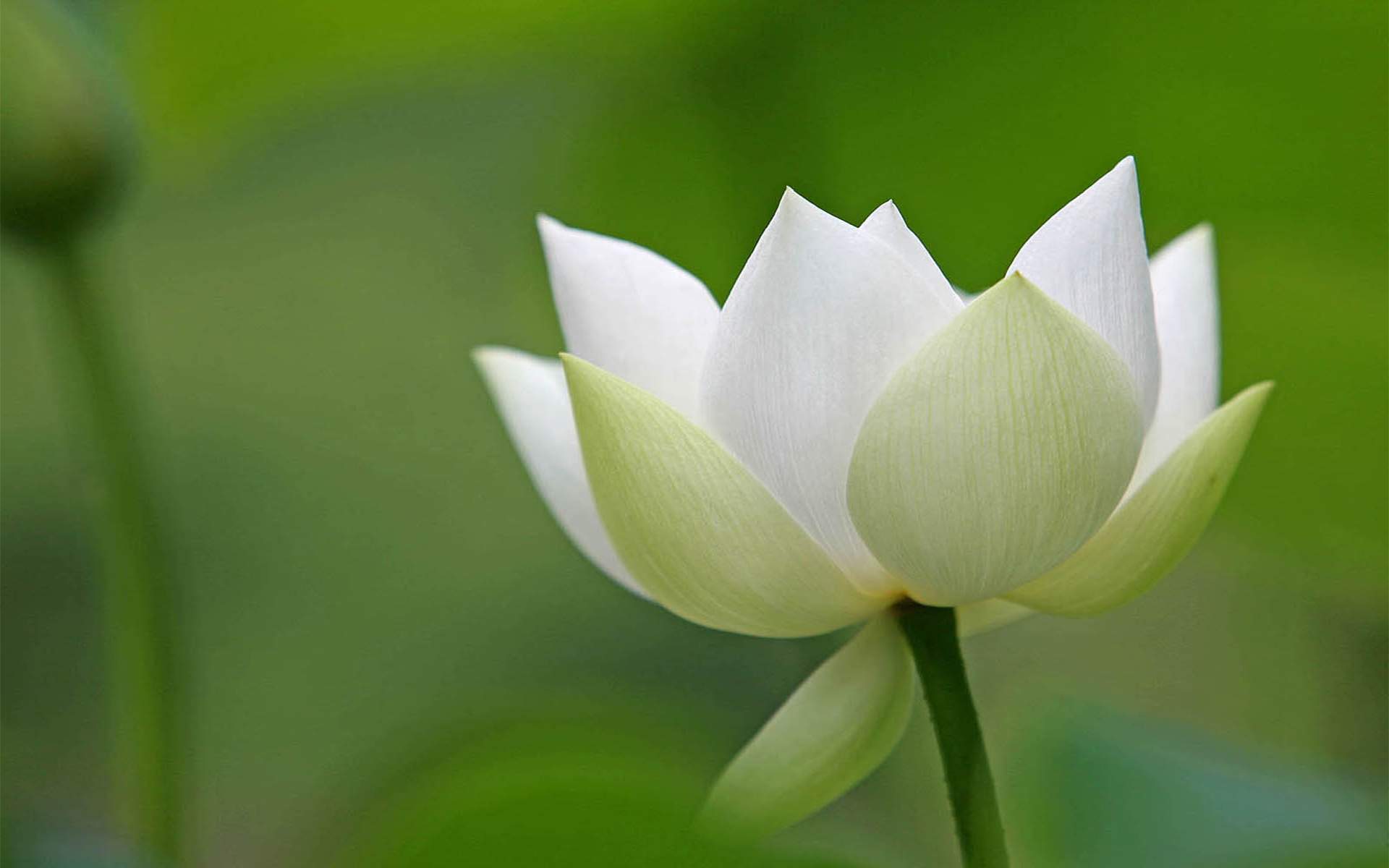 夏日荷花唯美高清图片桌面壁纸图片
