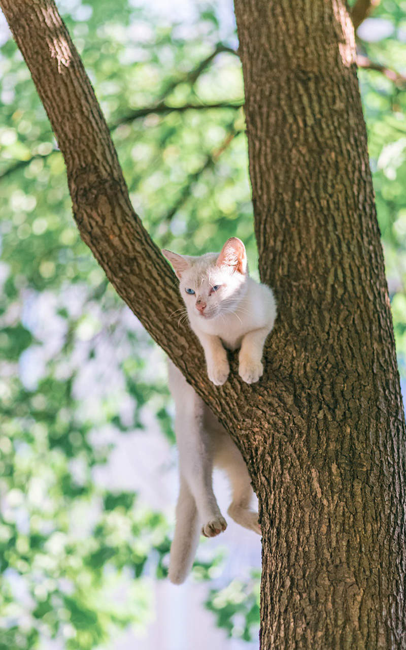 可爱宠物小猫咪呆萌抓拍特写桌面壁纸下载图片