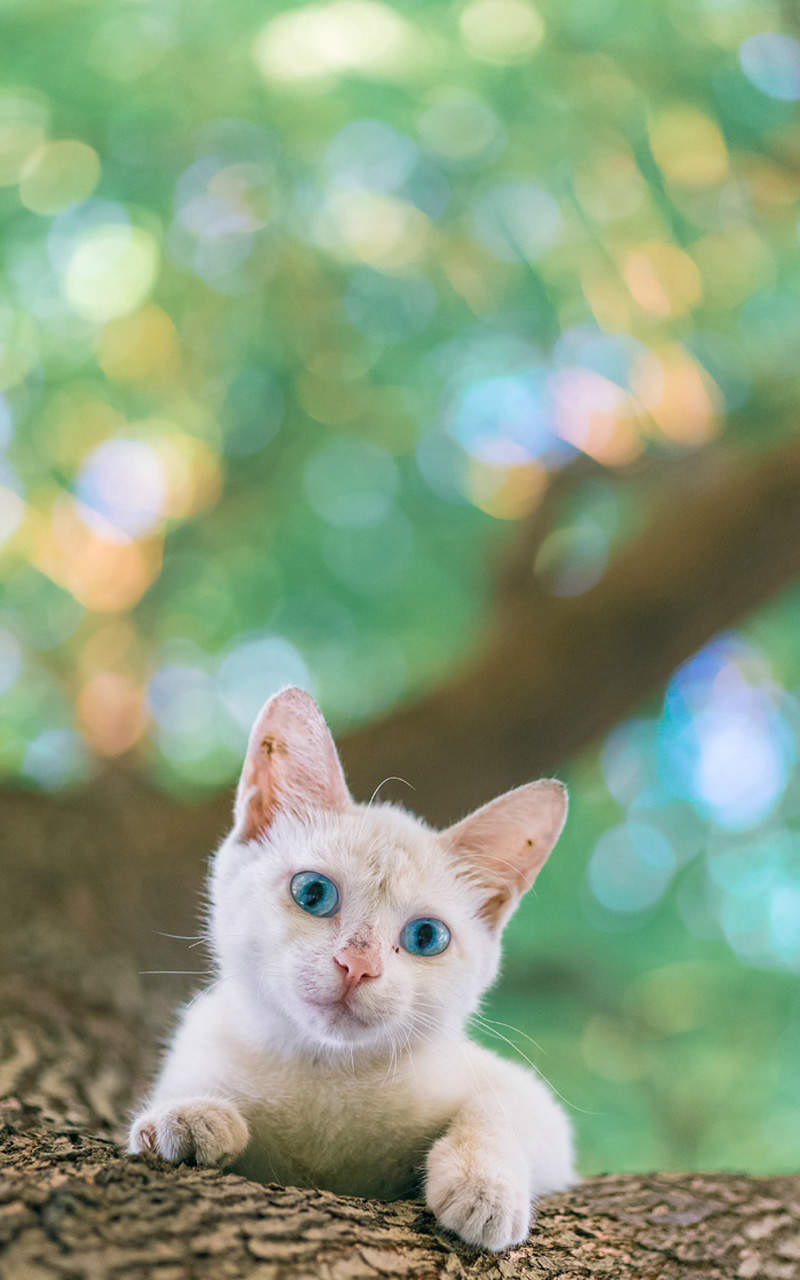2022年9月日历可爱动物猫咪高清桌面壁纸图片图片