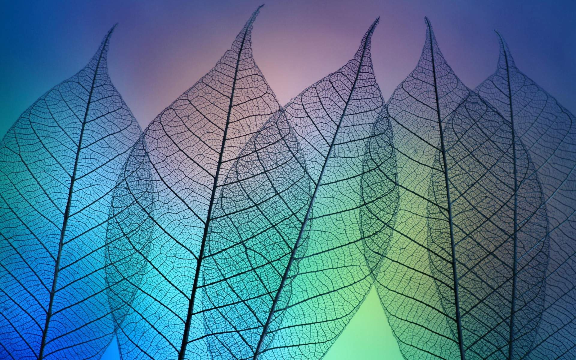 唯美树叶脉纹图片素材电脑桌面壁纸图片