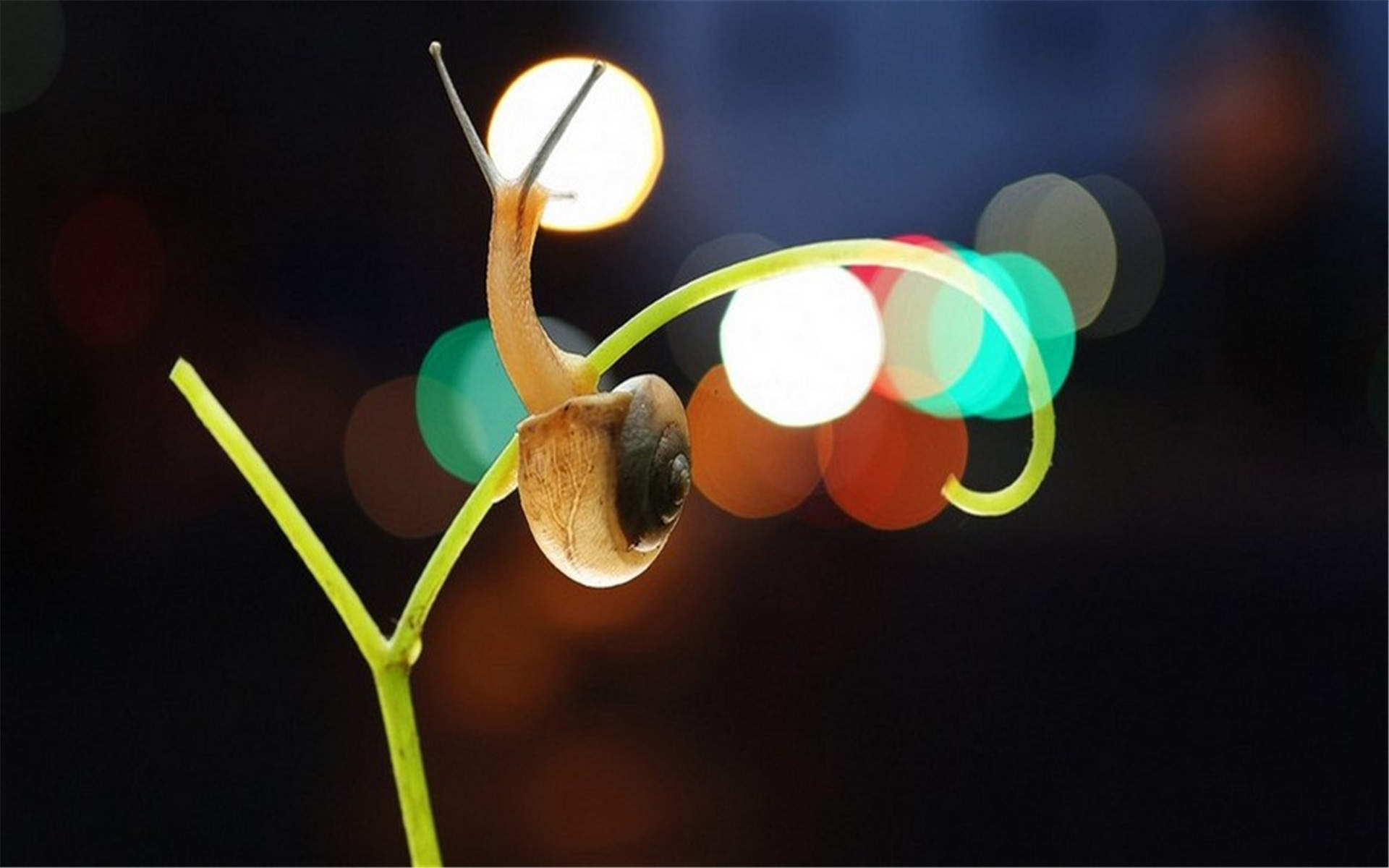 爬行虫类图片