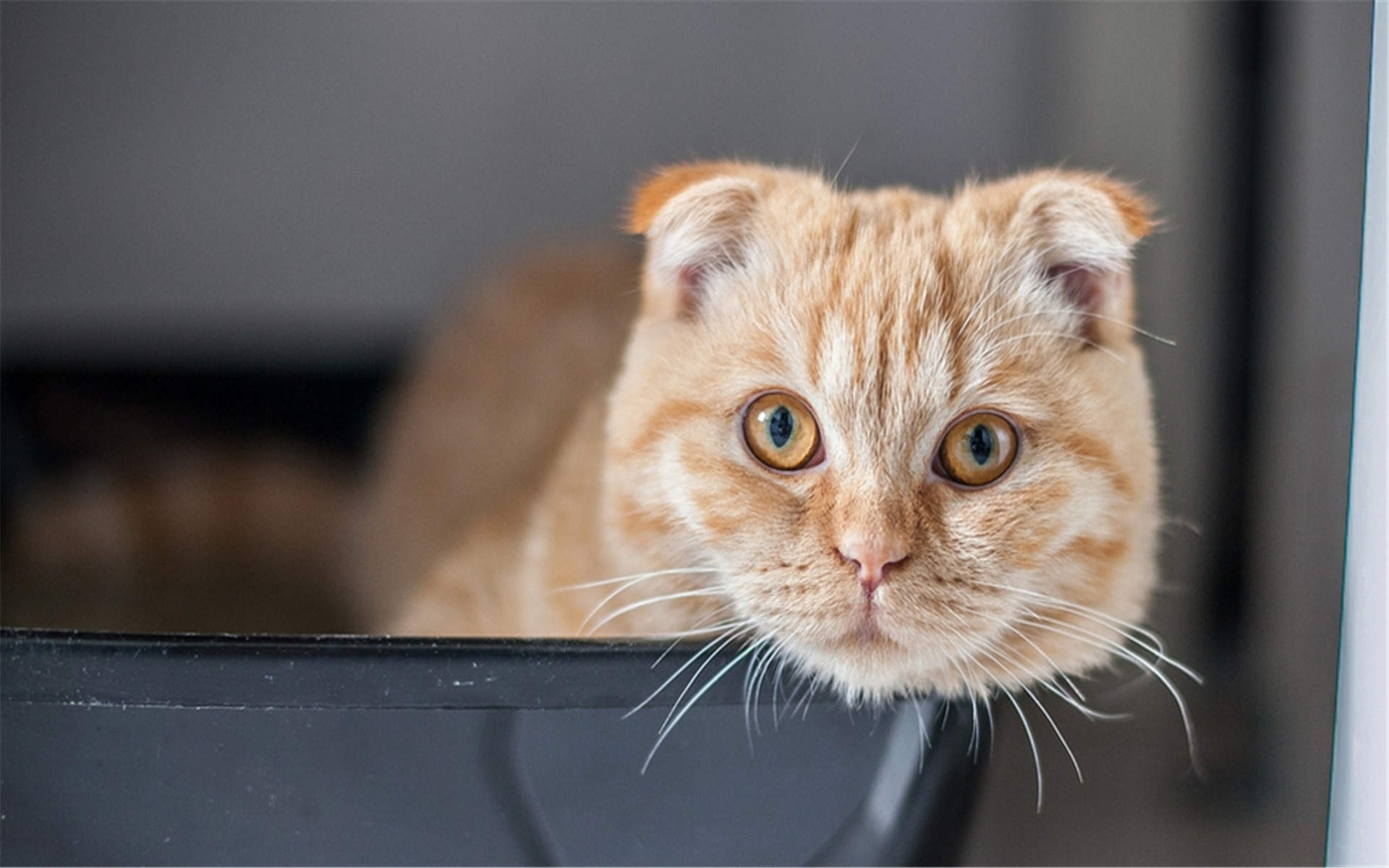 可爱动物猫咪高清桌面壁纸图片