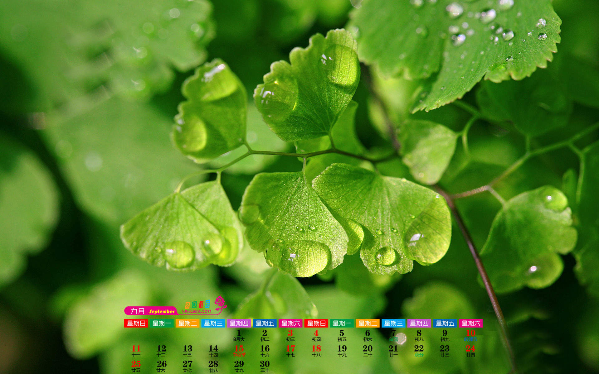 铁线蕨图片