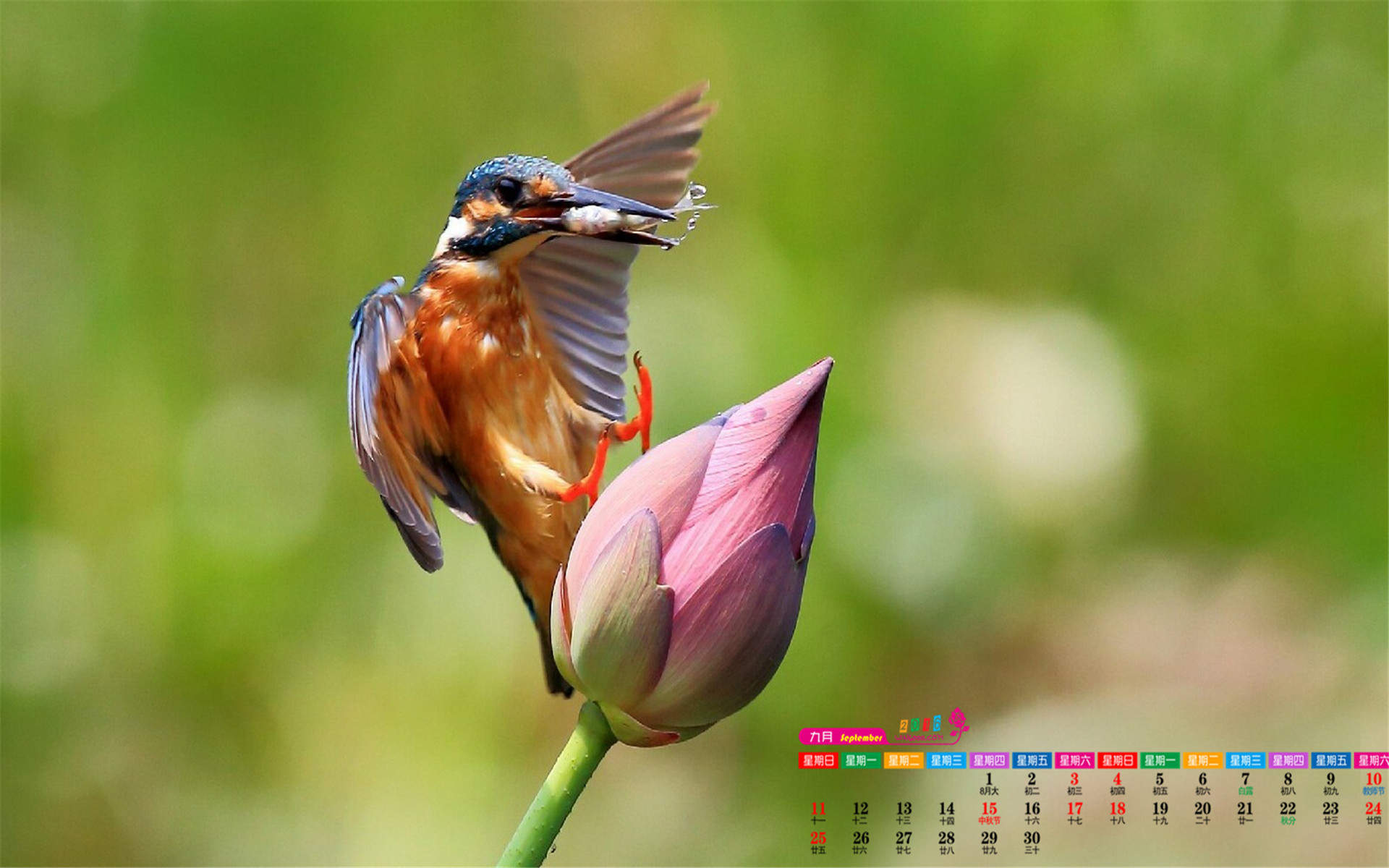 2015年1月日历壁纸动物宠物之白色小猫高清素材图片合集5P(二)图片