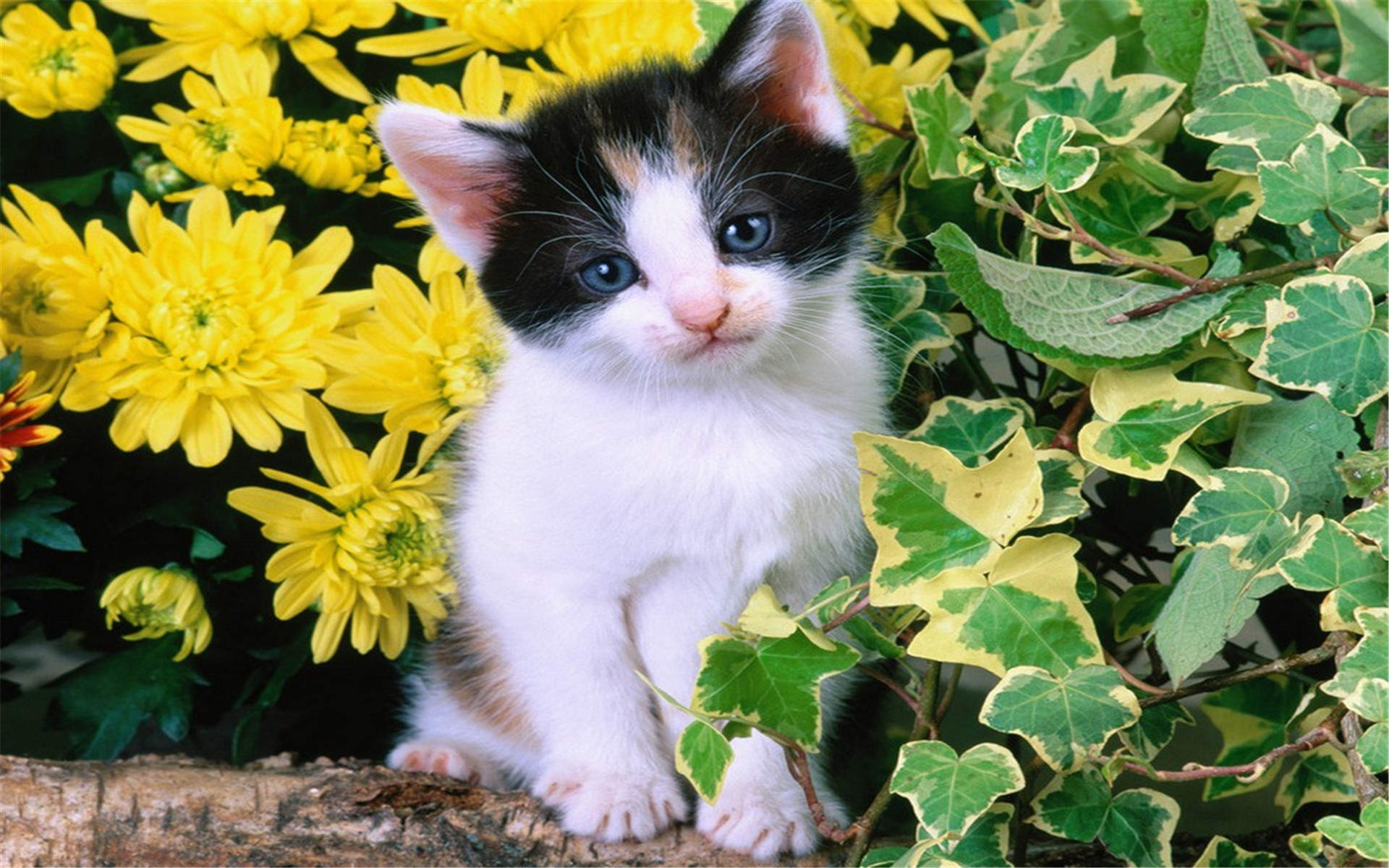 可爱黑猫高清动物图片合集宽屏电脑桌面壁纸下载第一辑图片