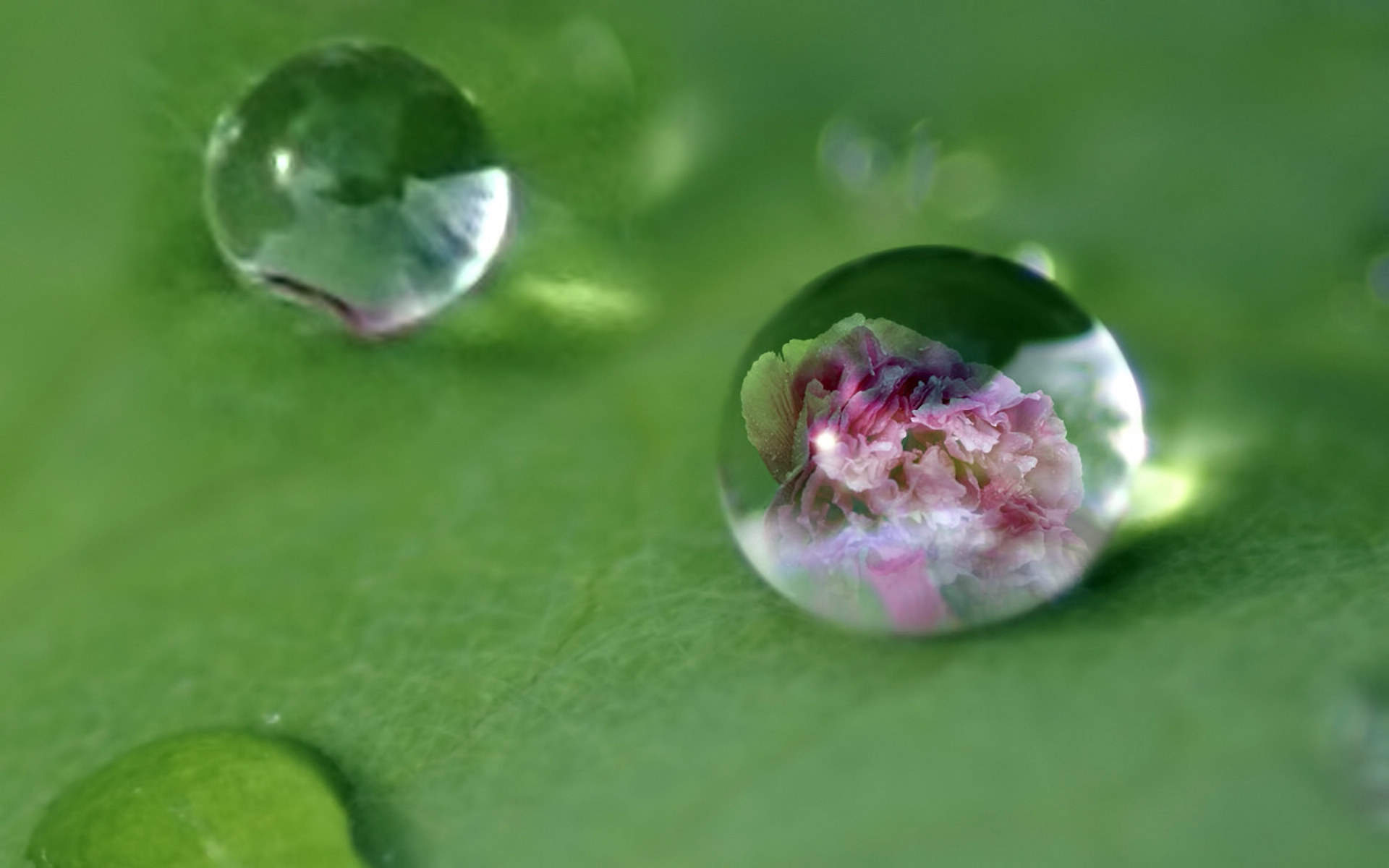 绿色植物叶子上的小水珠高清摄影桌面壁纸图片大全图片