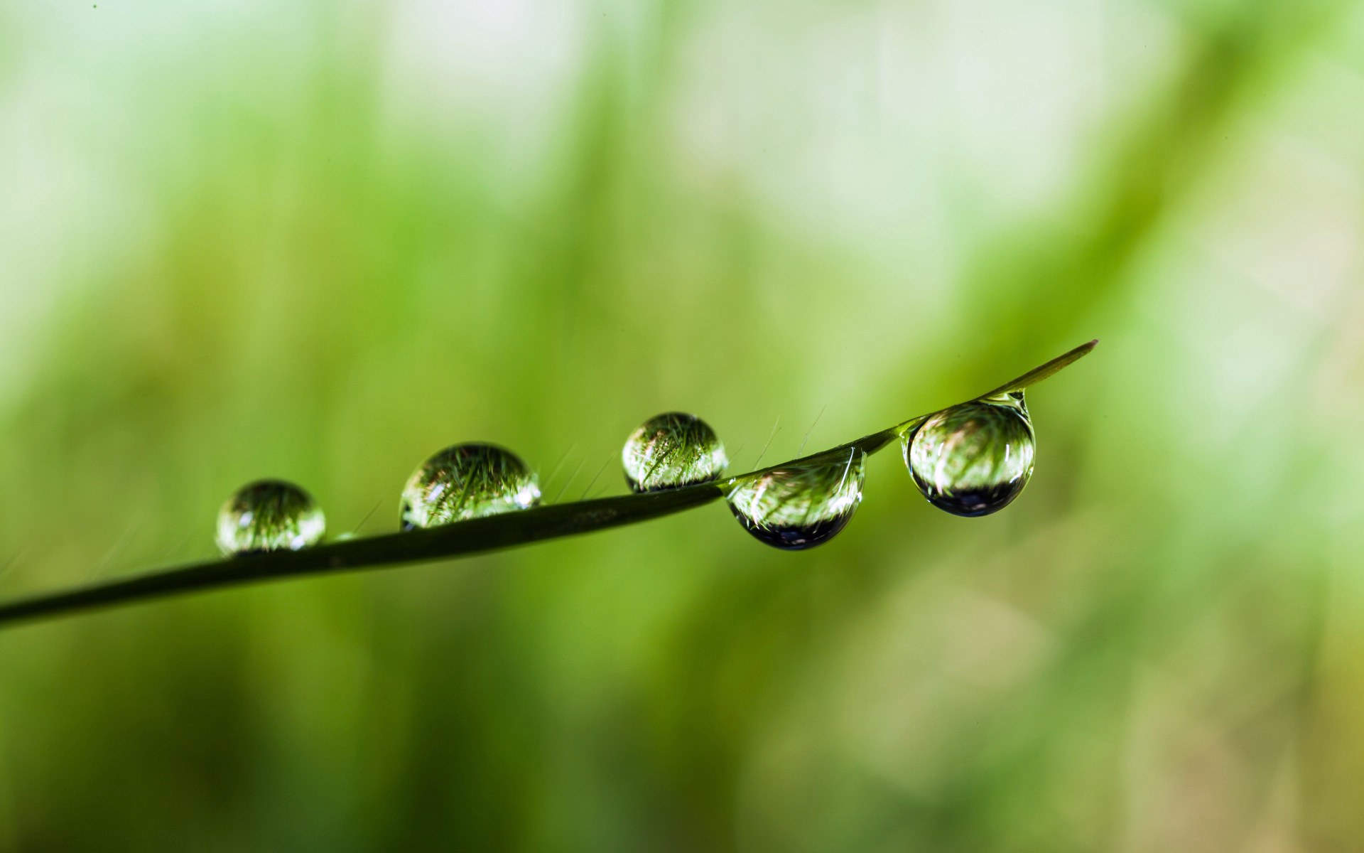 绿色植物叶子上的小水珠高清摄影桌面壁纸图片大全图片