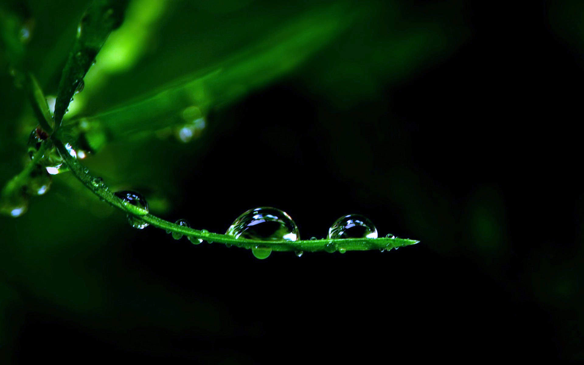 绿色植物叶子上的小水珠高清摄影桌面壁纸图片第二辑图片