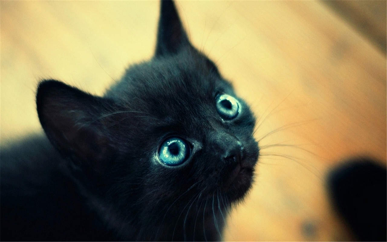 可爱超清的大图合集猫咪手机壁纸下载图片
