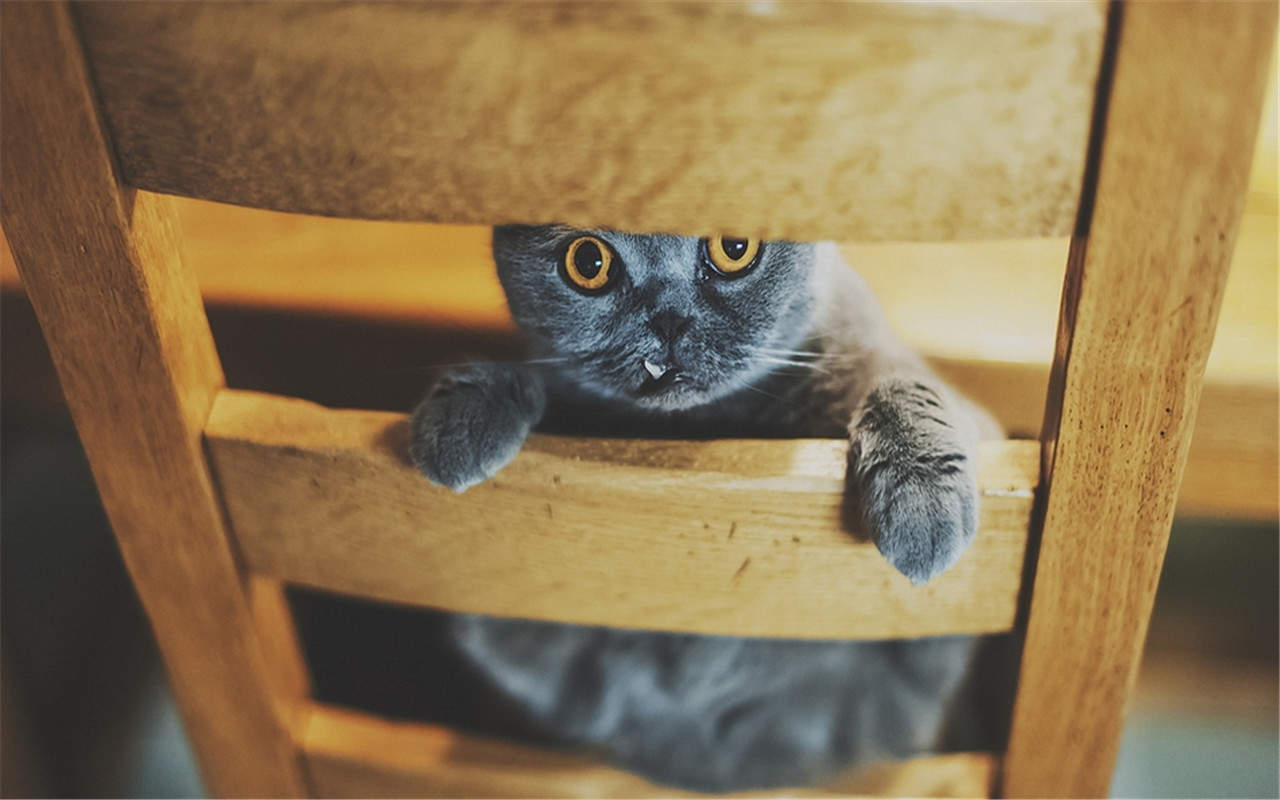 可爱超清的大图合集猫咪手机壁纸下载图片