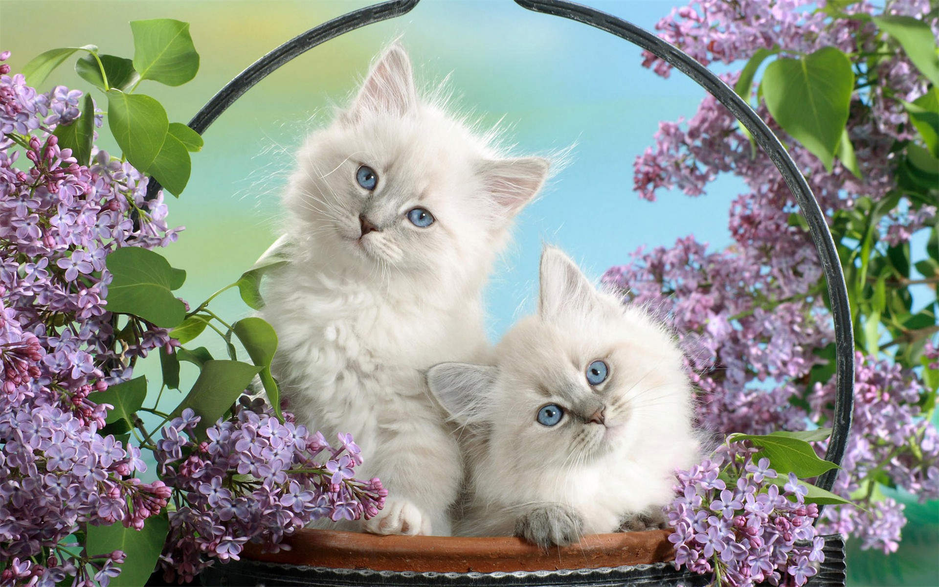 可爱小猫咪图片桌面壁纸图片