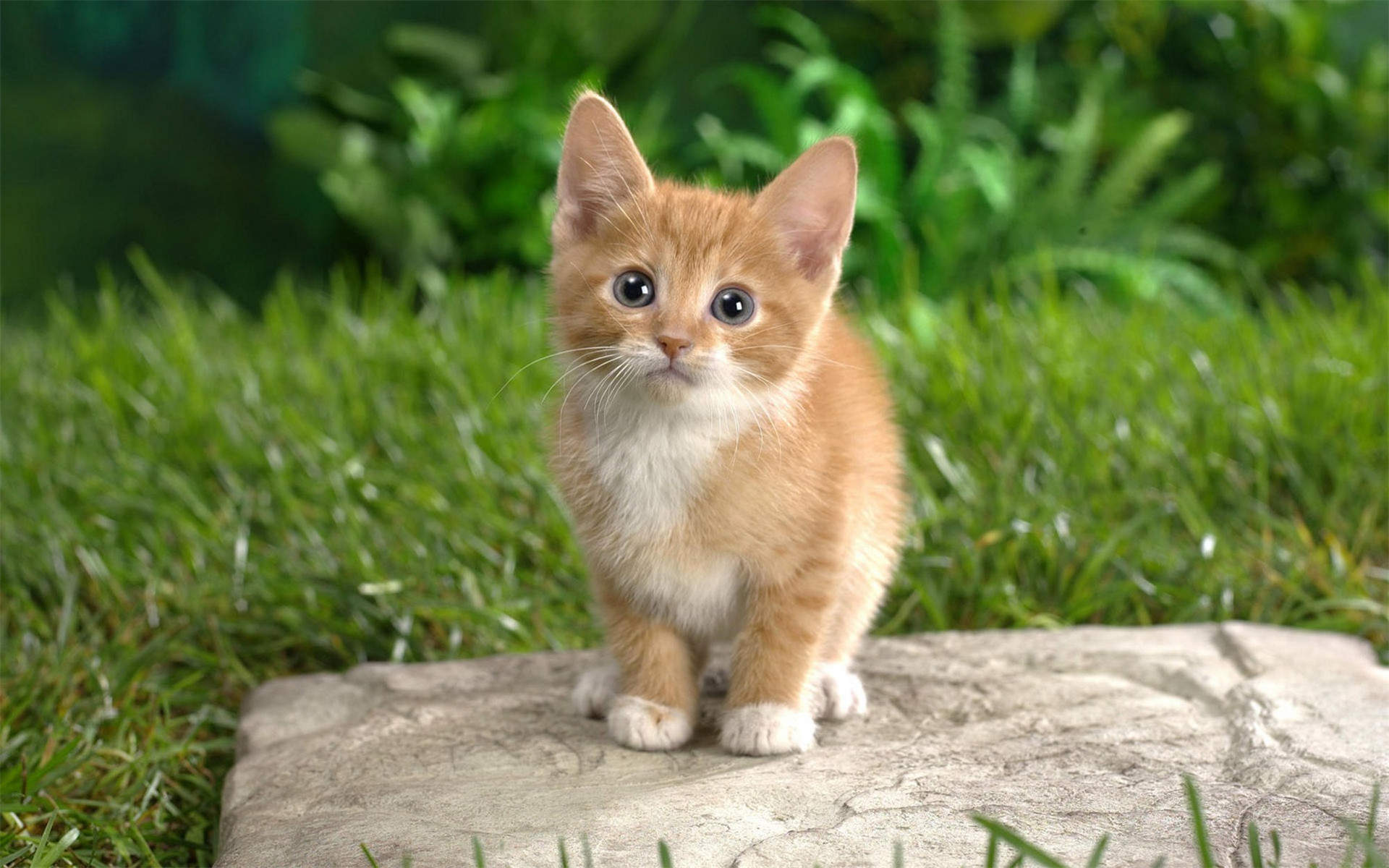 可爱超清的大图合集猫咪手机壁纸下载图片