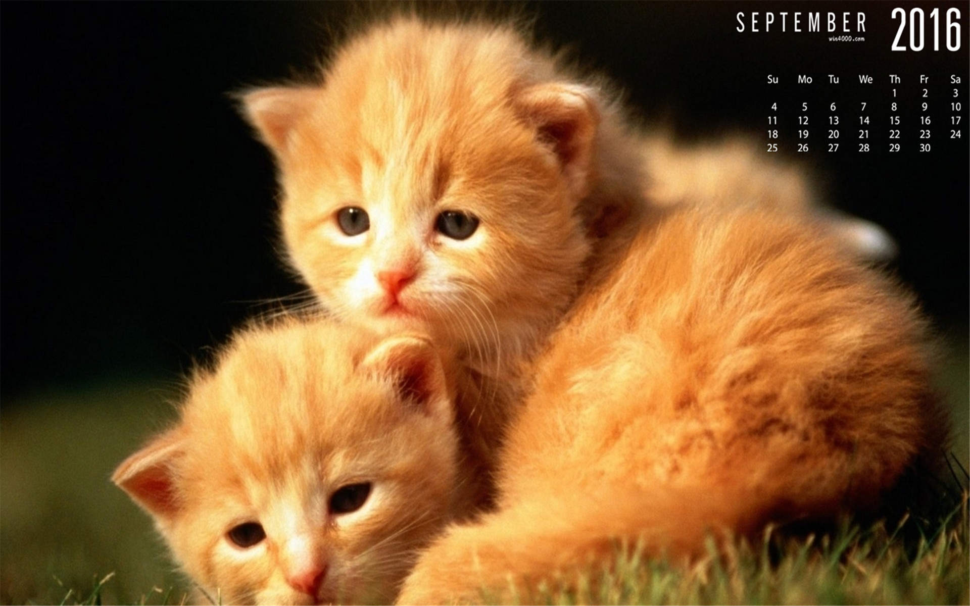 2022年9月日历可爱动物猫咪高清桌面壁纸图片图片