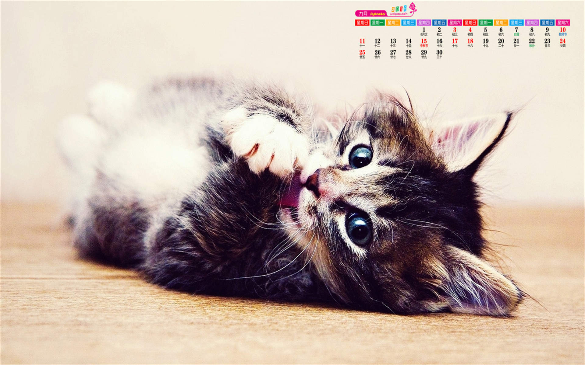 2022年9月日历可爱动物猫咪高清桌面壁纸图片图片