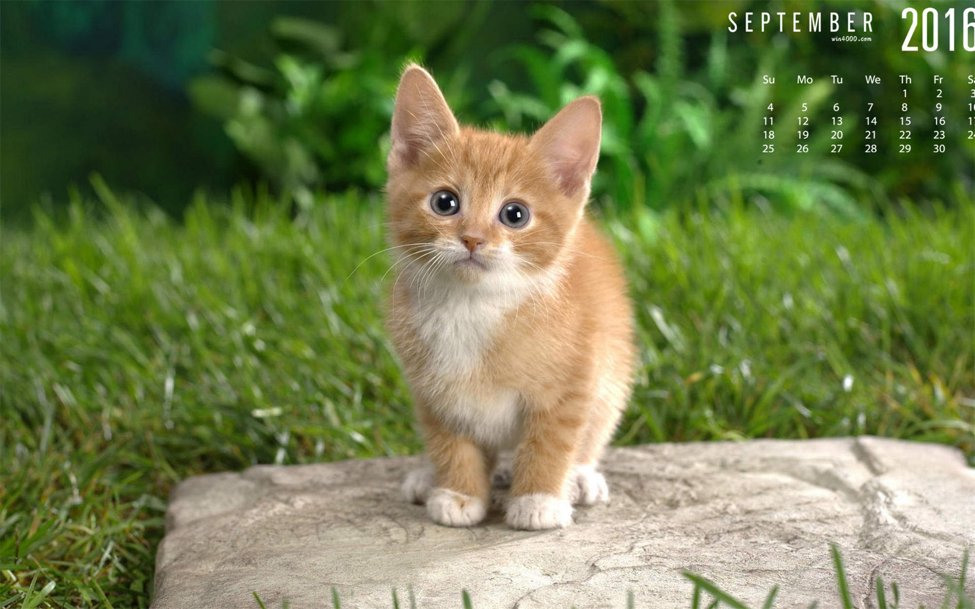 2016年9月日历可爱动物猫咪高清桌面壁纸图片大全图片