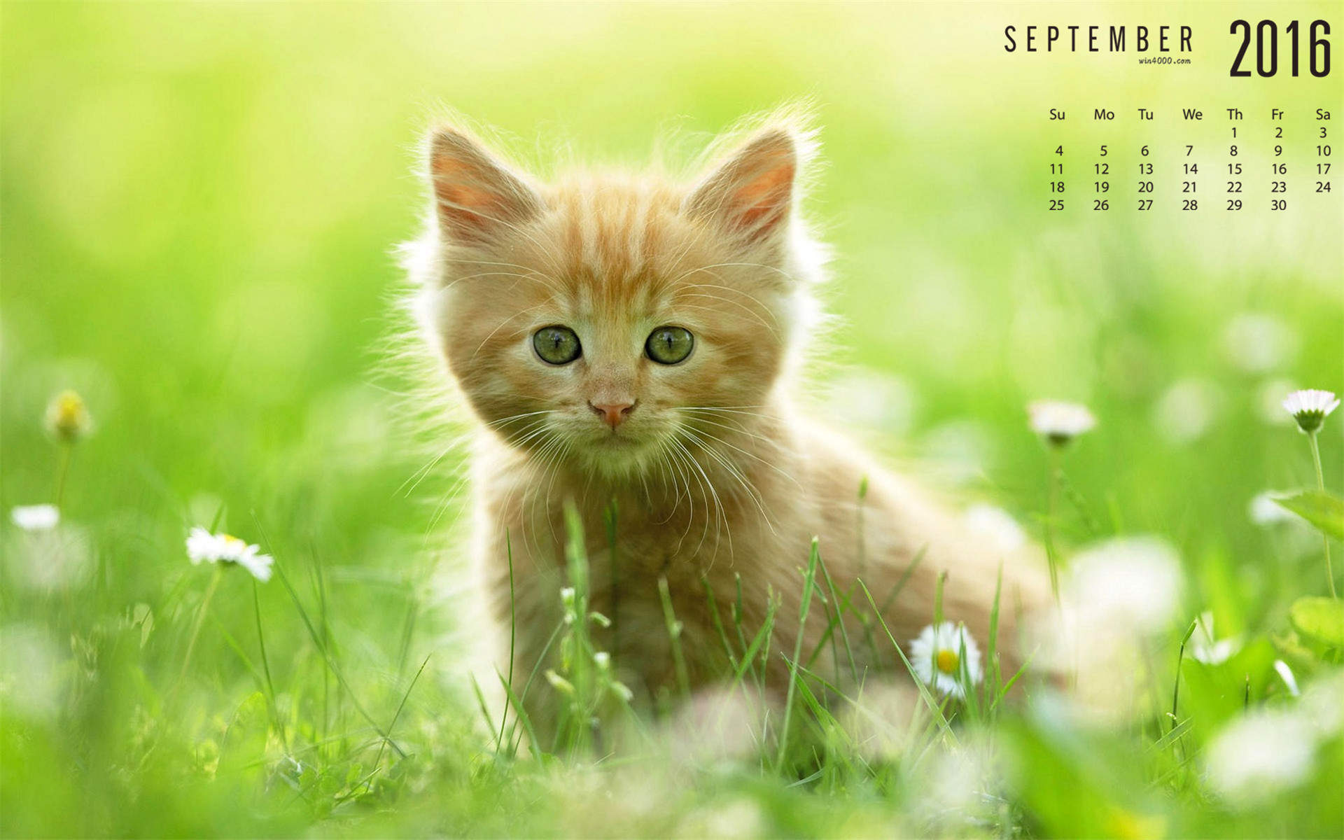 卖萌可爱猫咪高清图片大全宽屏电脑桌面壁纸下载第二辑图片