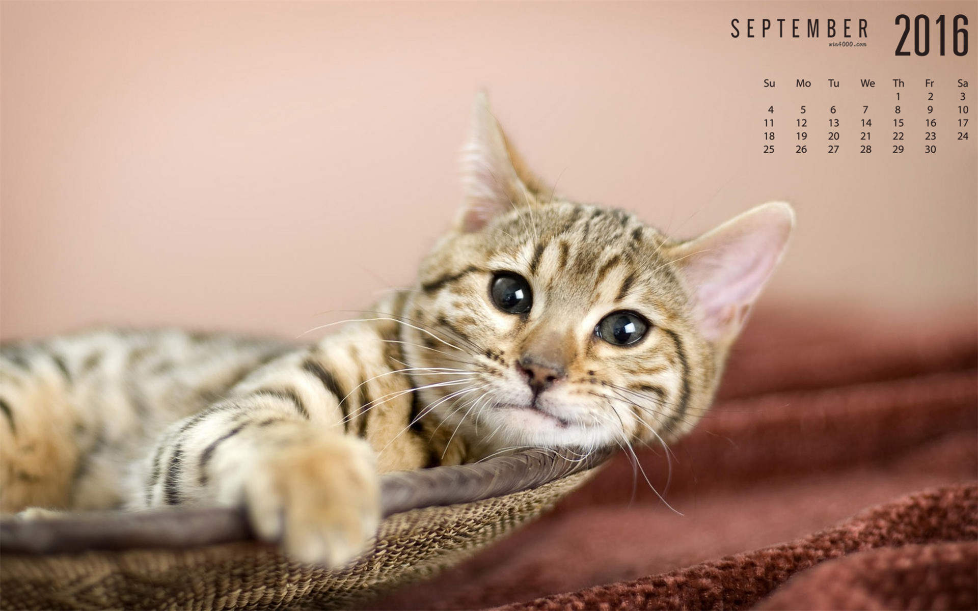 卖萌可爱猫咪高清图片大全宽屏电脑桌面壁纸下载第二辑图片