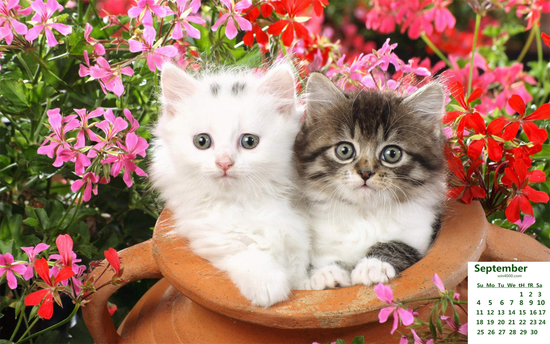 2016年9月日历可爱动物猫咪高清桌面壁纸图片大全图片