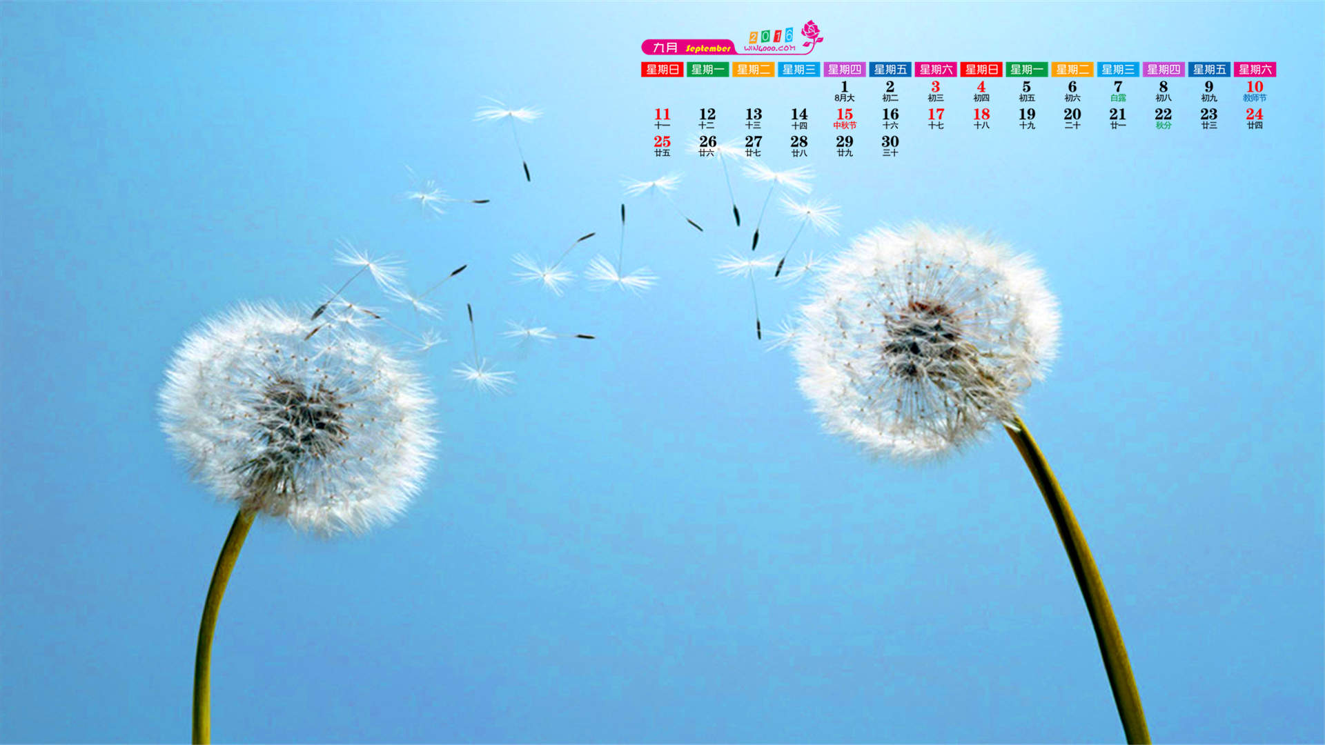 蒲公英图片