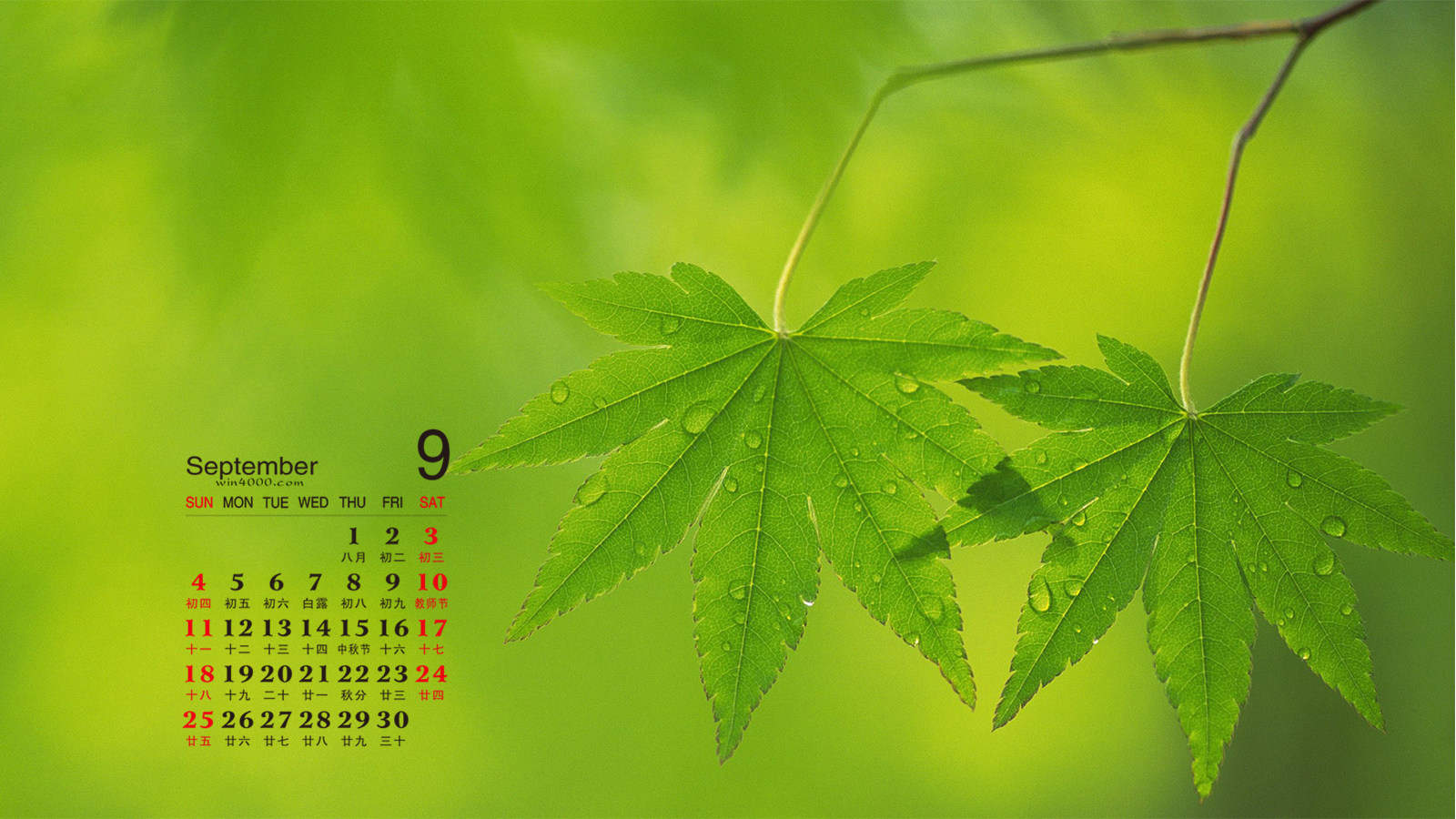 高清2022日历清新护眼绿叶风景高清摄影电脑壁纸（一）图片