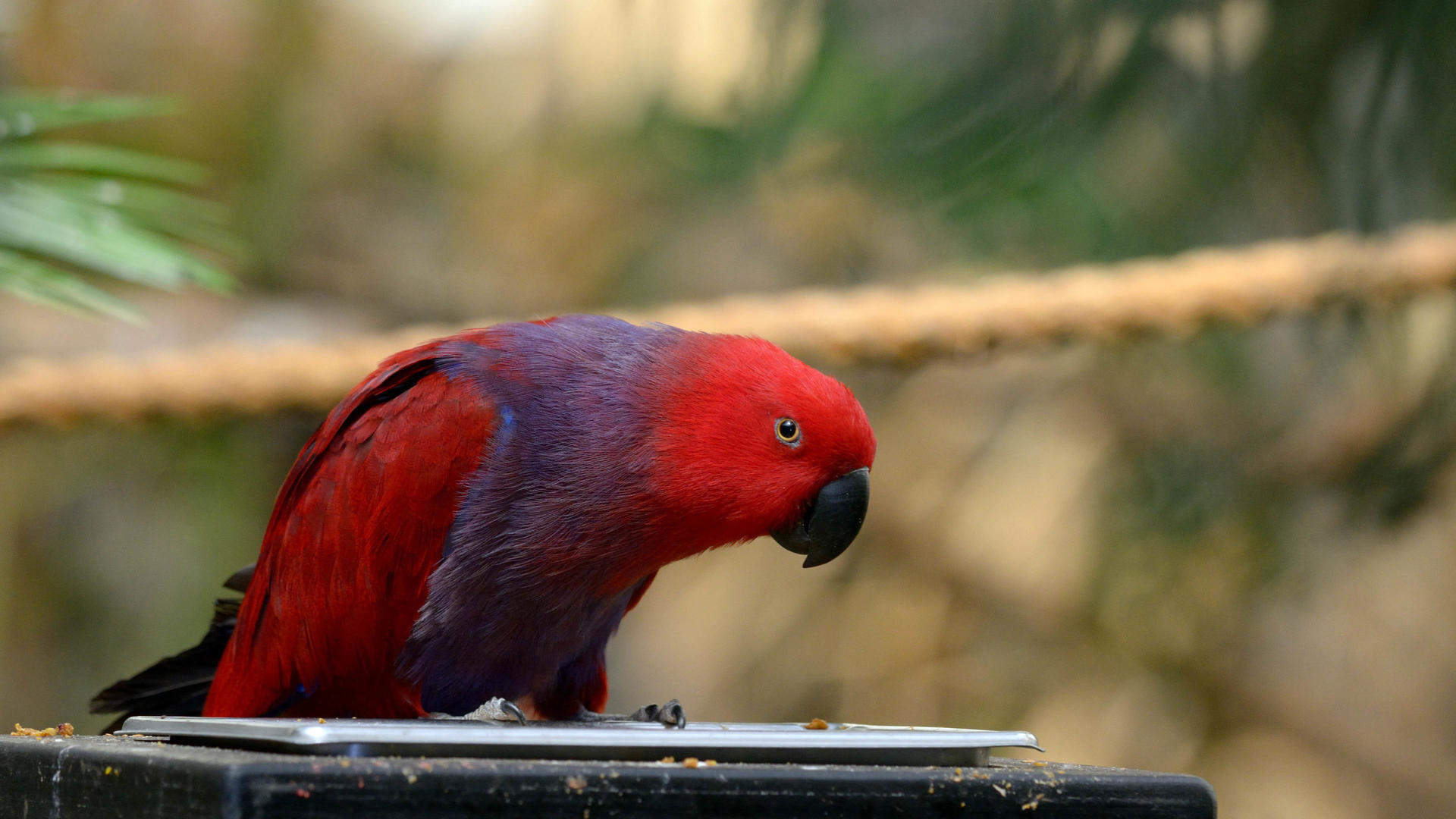活泼可爱好看的七彩鹦鹉高清特写桌面壁纸(一)图片