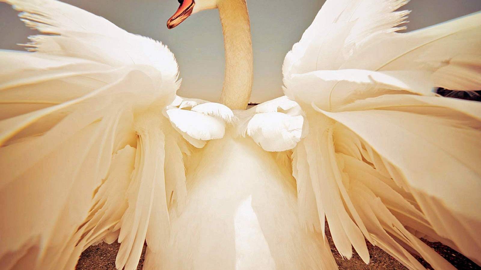 2015年5月日历壁纸蓝色湖面上两只亲密的白天鹅温馨图片下载图片