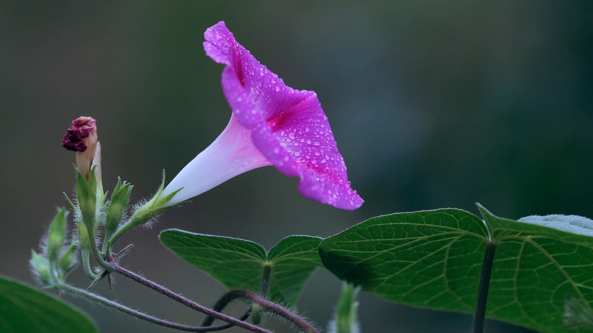 牵牛花图片
