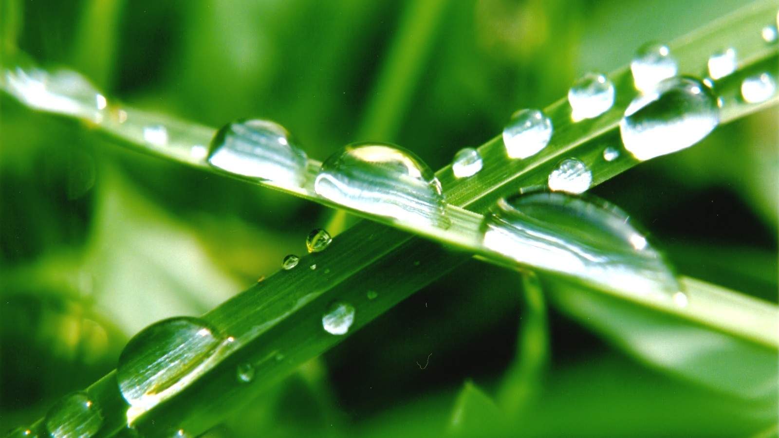 高清雨中绿叶养眼电脑桌面壁纸下载图片