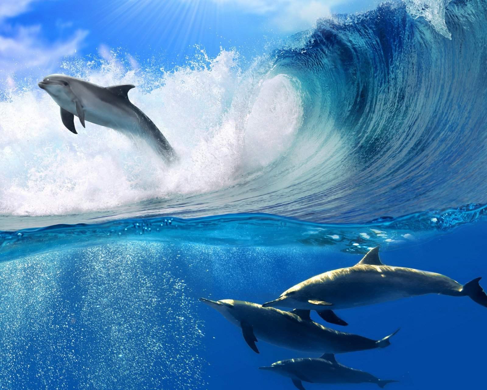 海豚图片