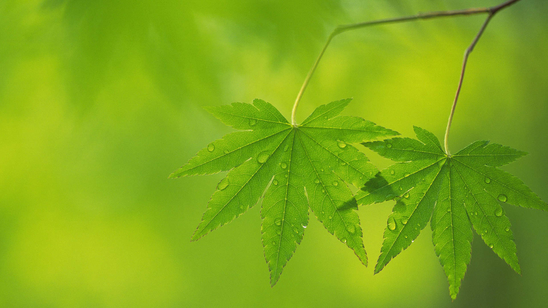 夏天绿色树叶高清桌面壁纸图片
