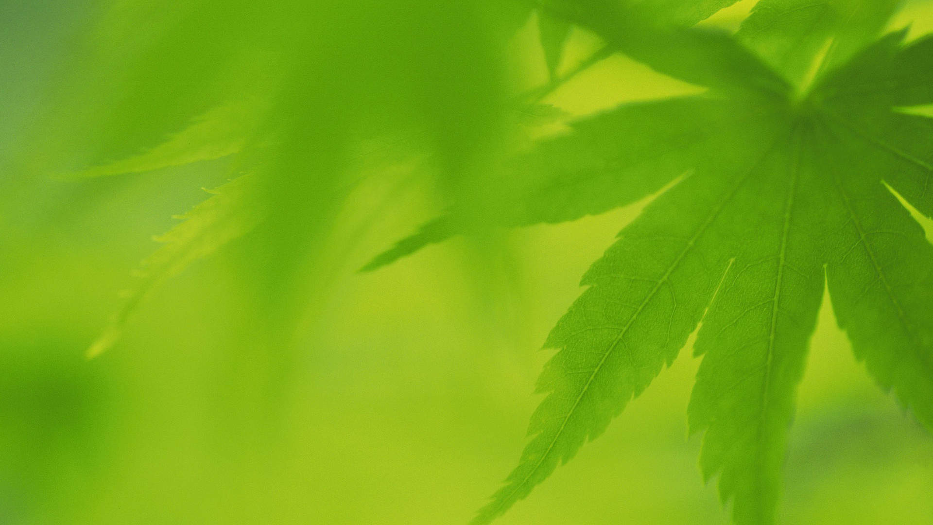 清新绿色植物树叶摄影高清电脑壁纸图片（一）图片