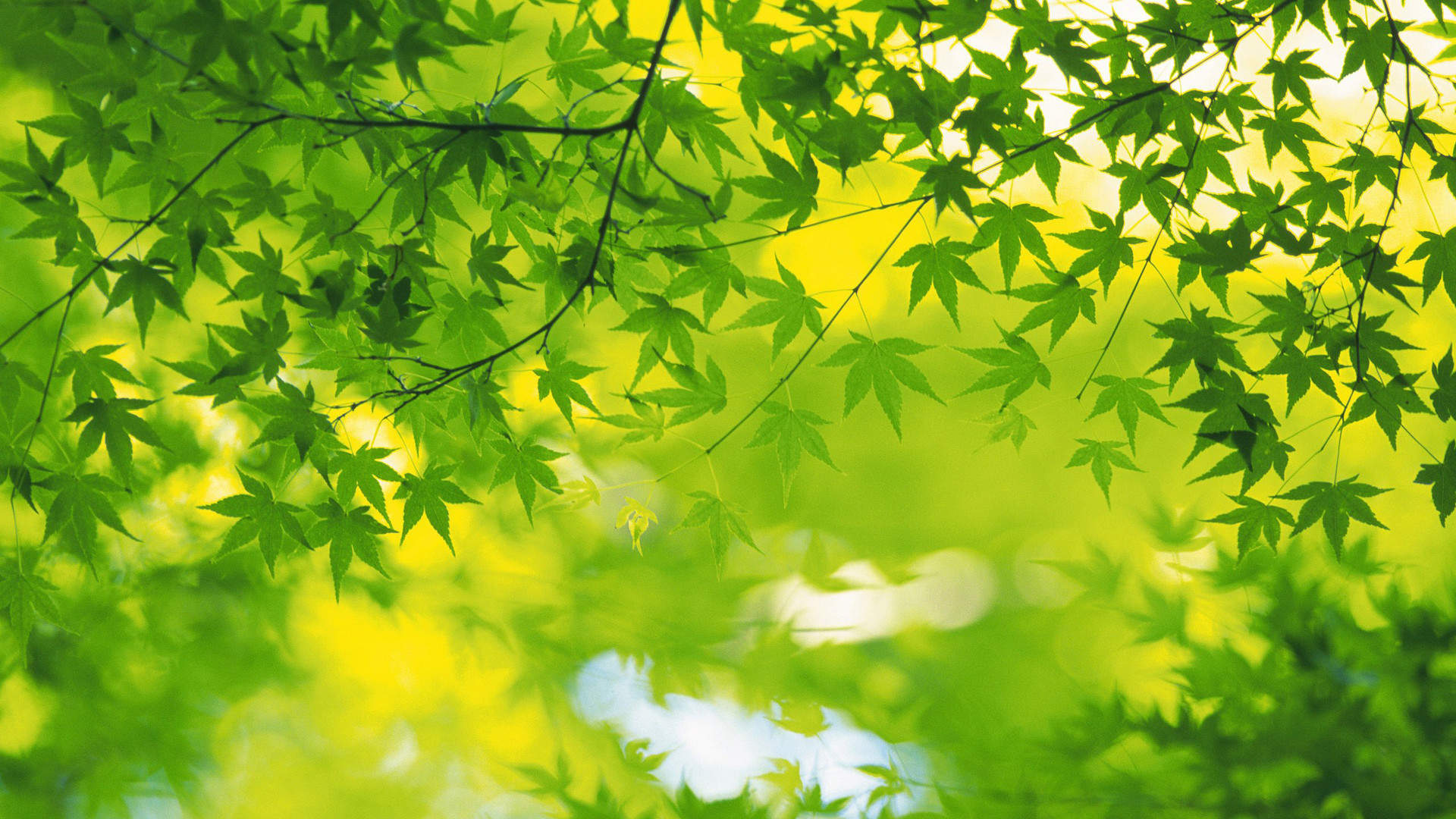 清新绿色植物树叶摄影高清电脑壁纸图片（二）图片