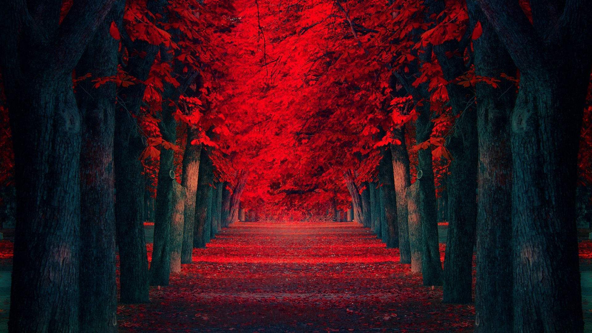 美丽红树木途径高清风景壁纸图片