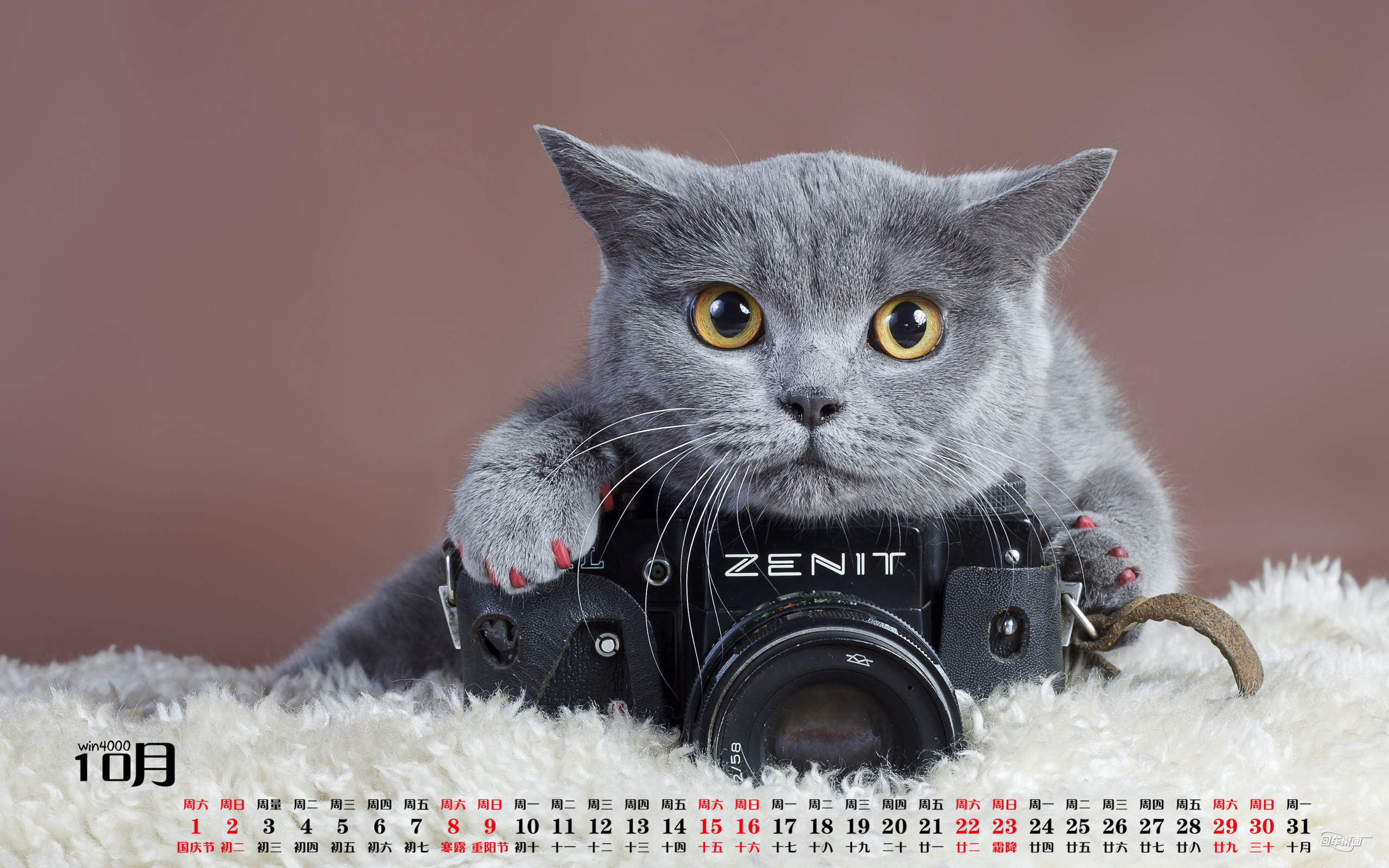 2016年10月日历可爱猫咪高清电脑壁纸图片