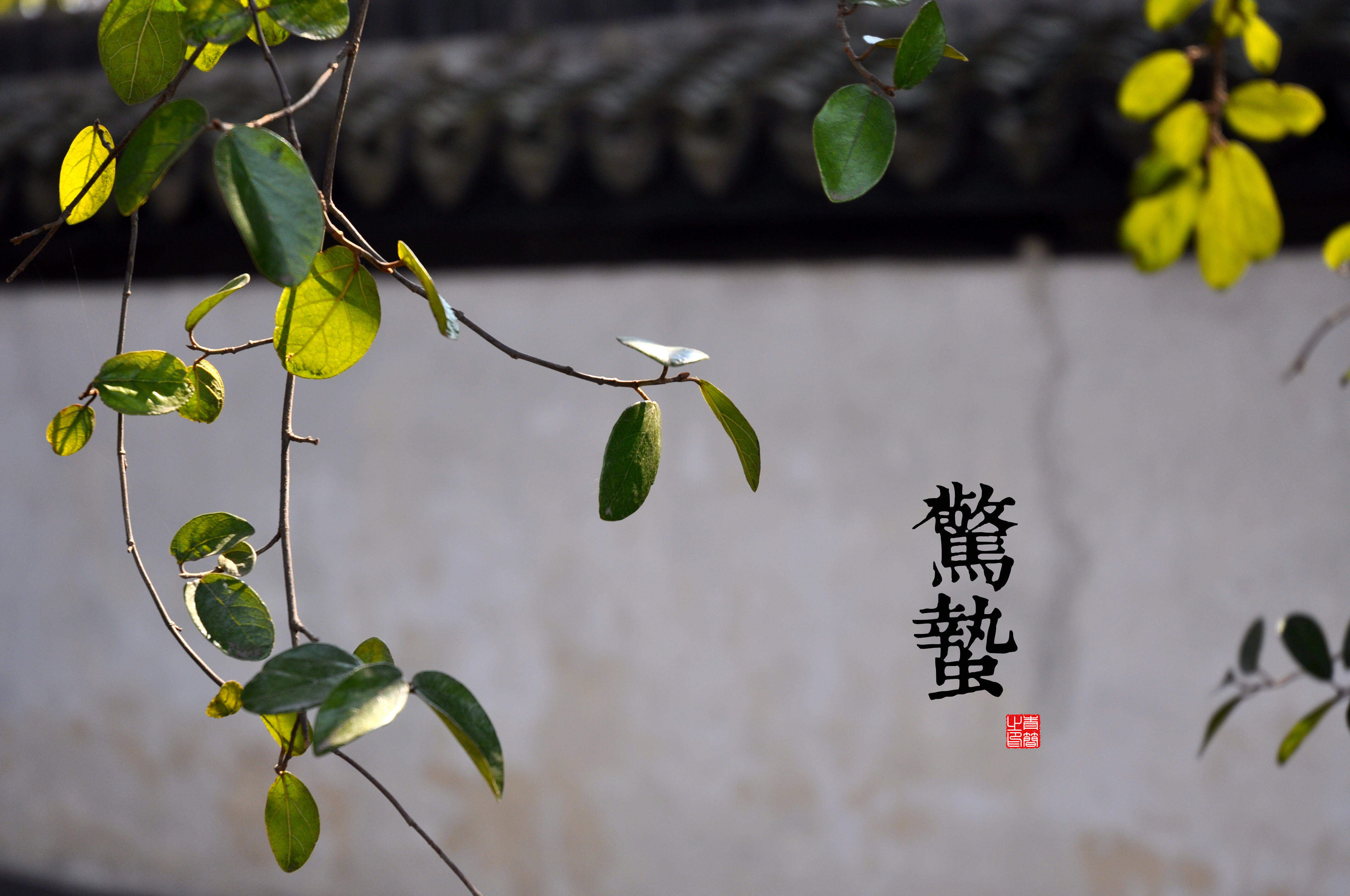 魔道祖师超清壁纸图片图片