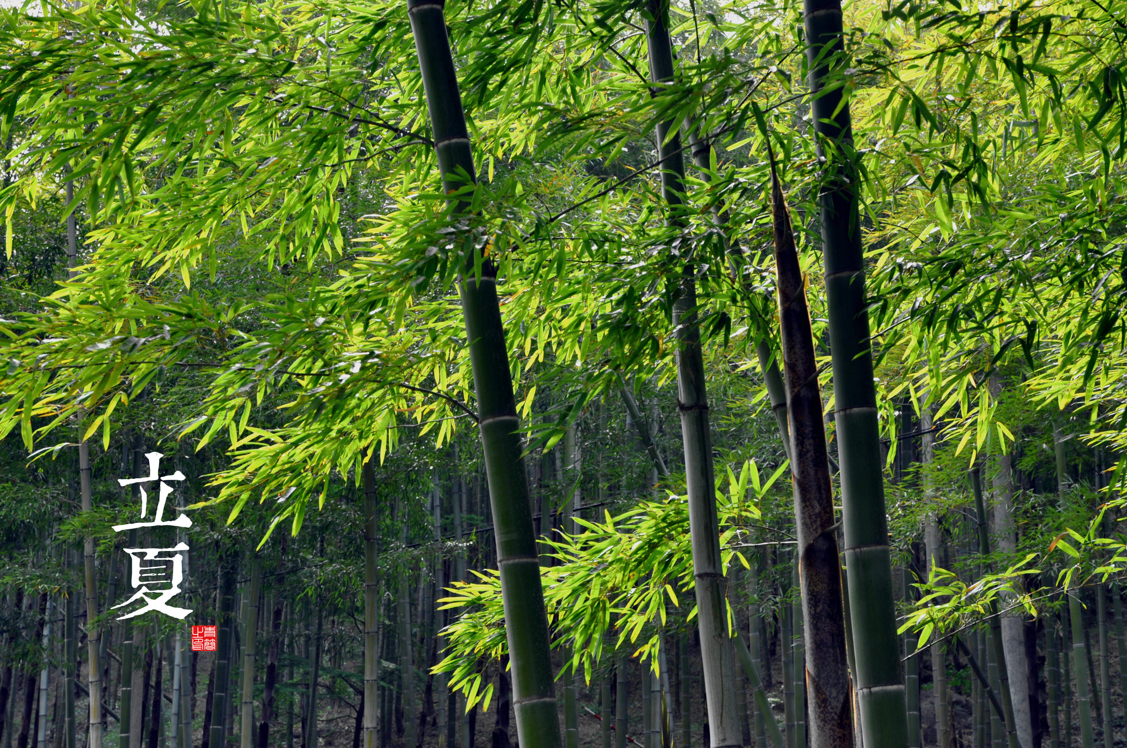 美女明星李晟桌面超清壁纸图片
