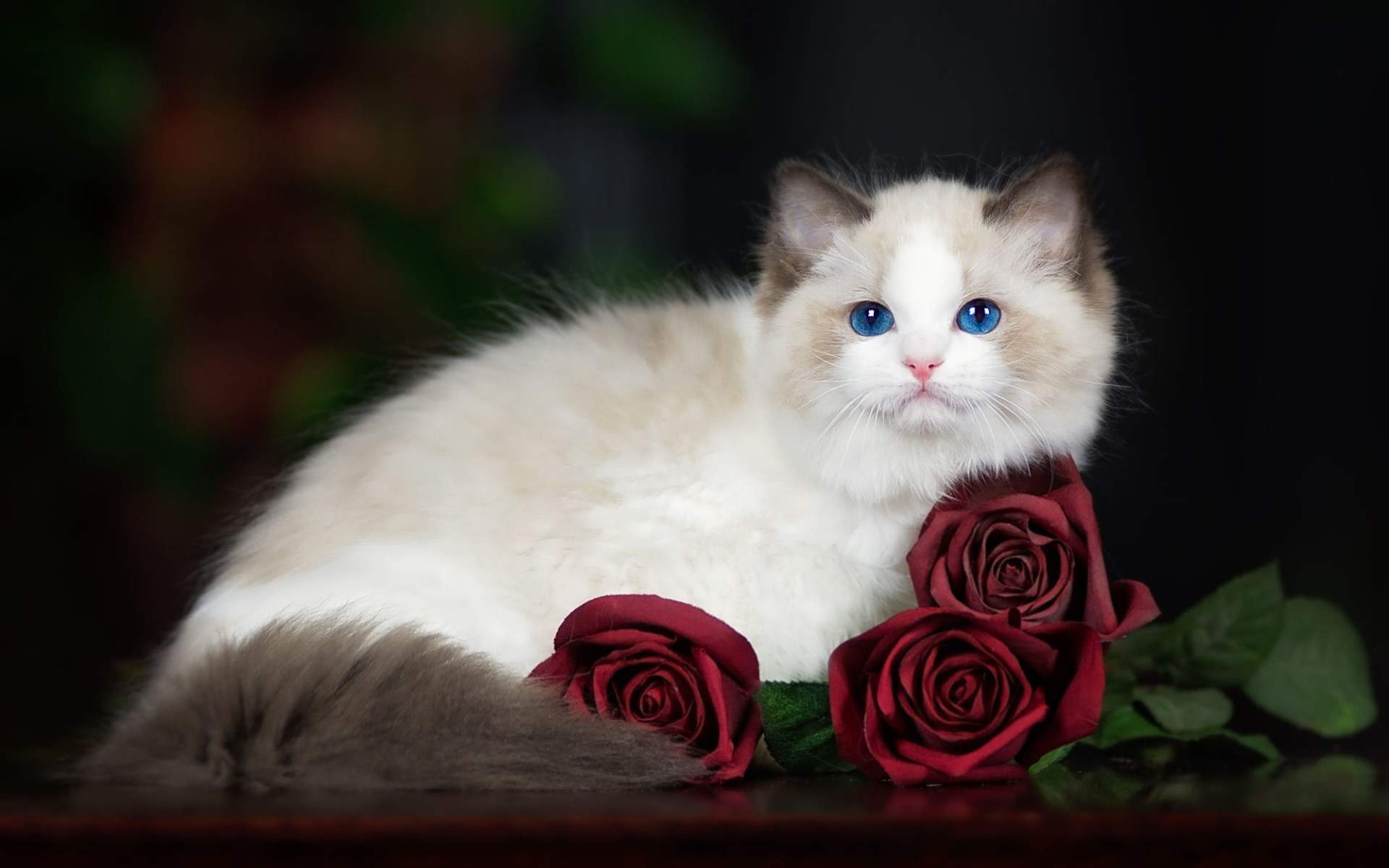 宠物搞笑图片：和植物一起生长的可爱猫咪图片图片