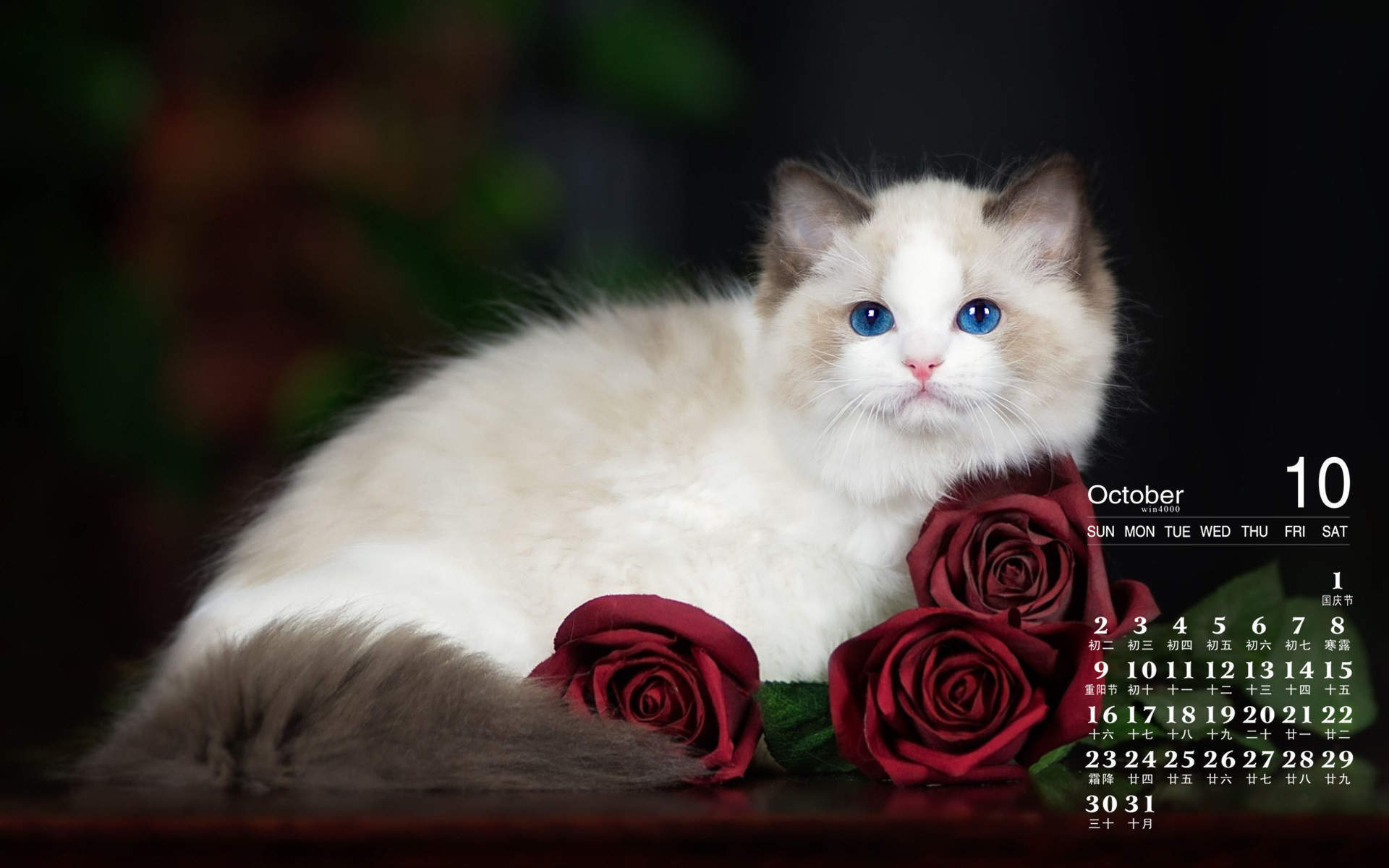2016年10月日历猫咪桌面壁纸图片