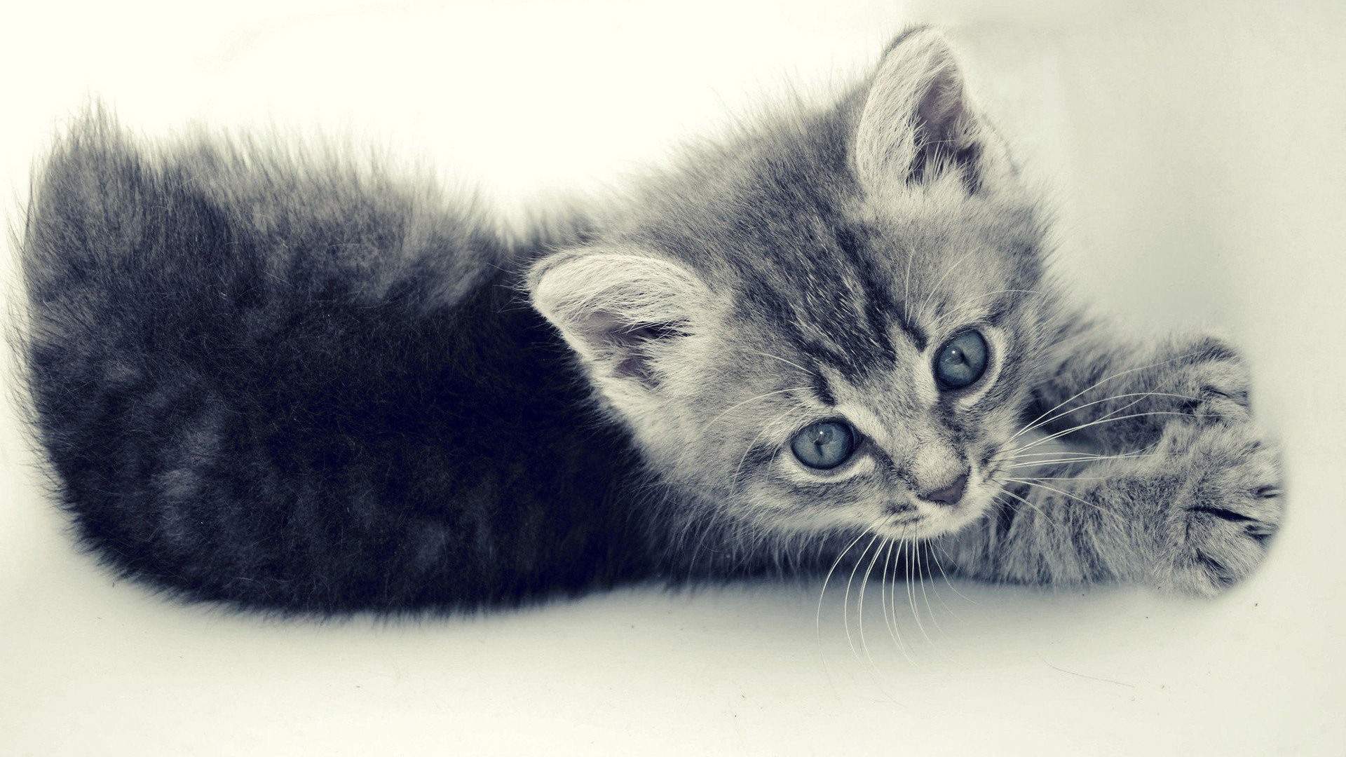 呆萌小猫咪可爱桌面壁纸图片
