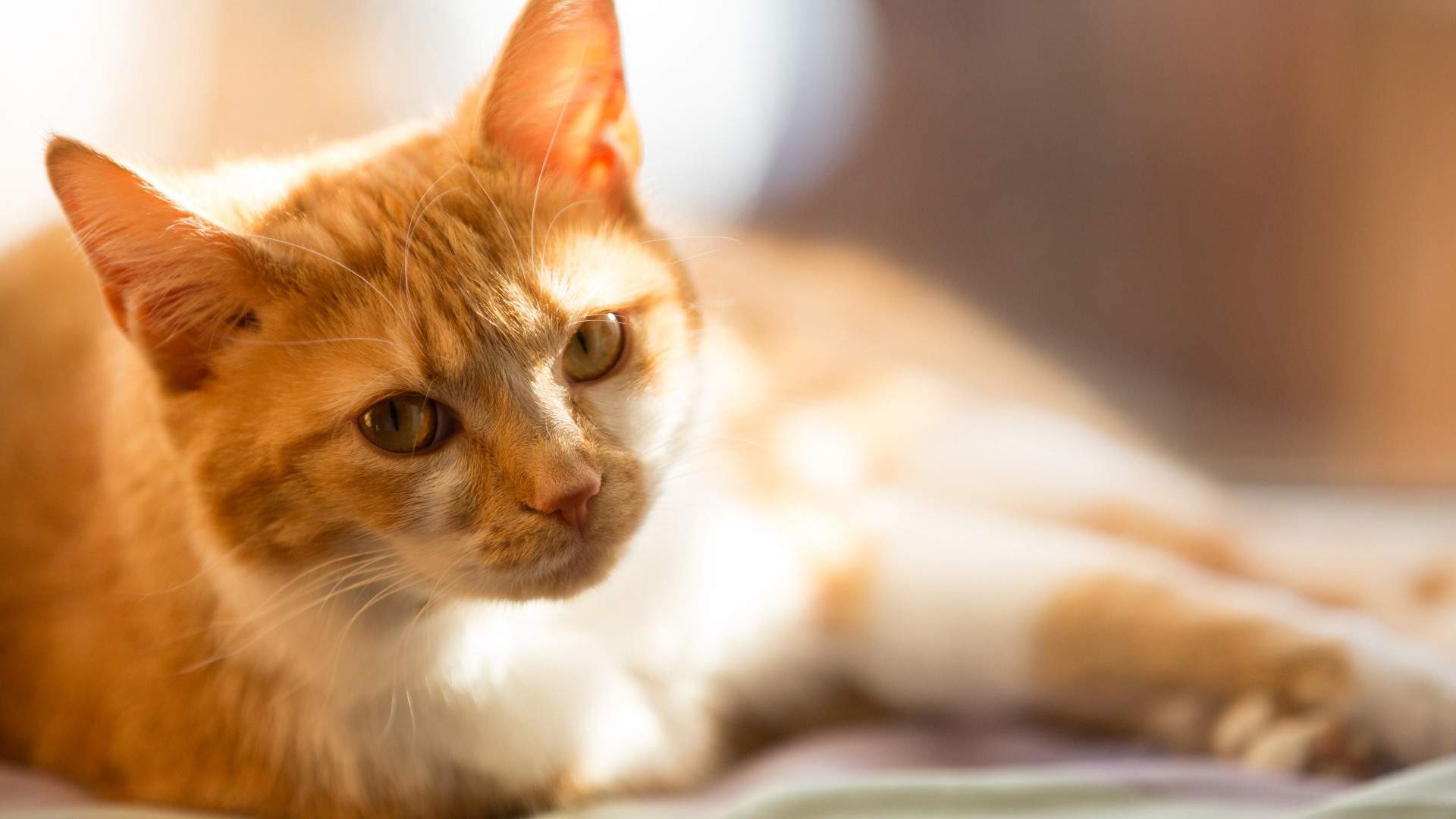 呆萌小猫咪可爱桌面壁纸图片