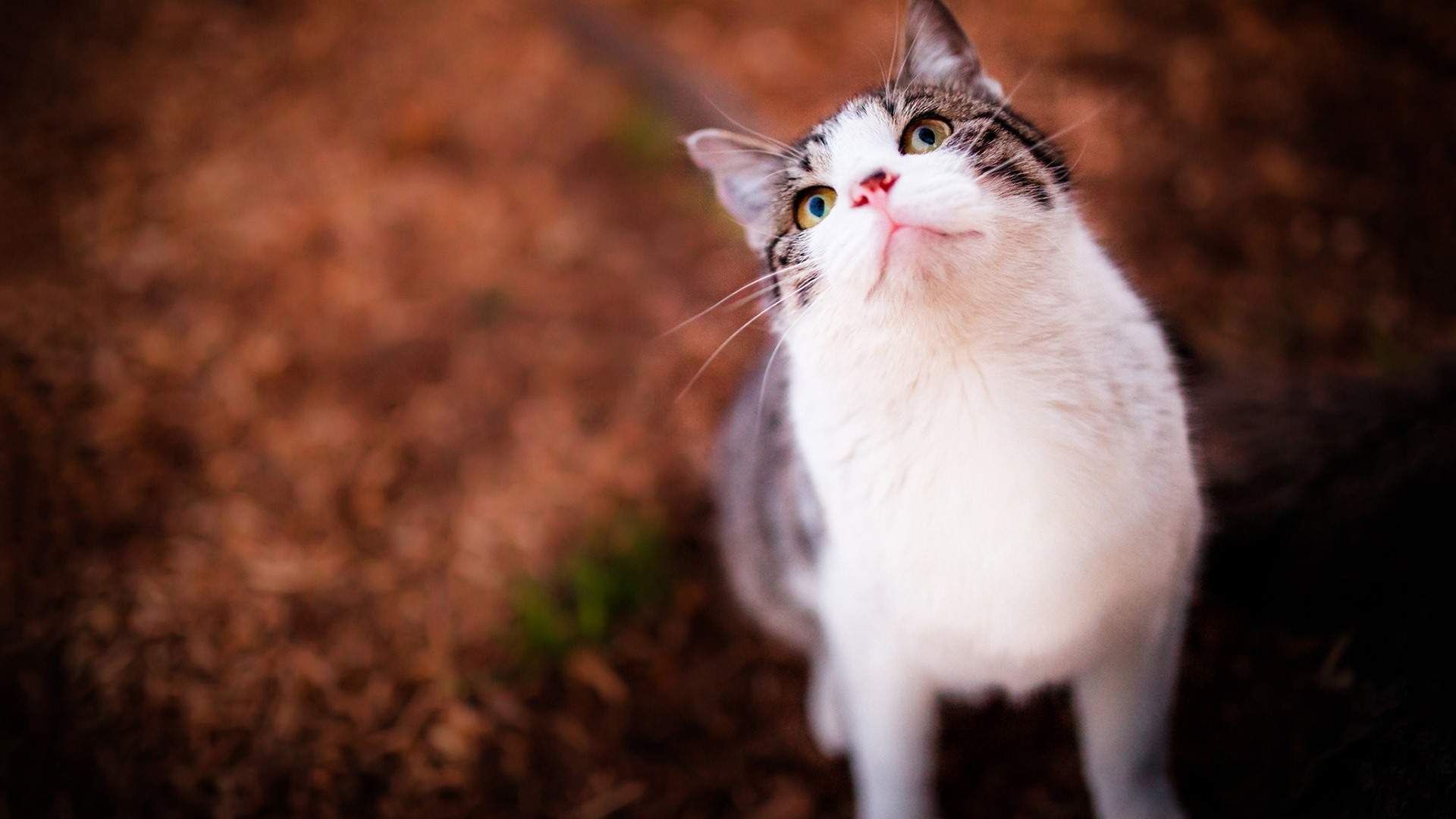 2022年9月日历可爱动物猫咪高清桌面壁纸图片图片