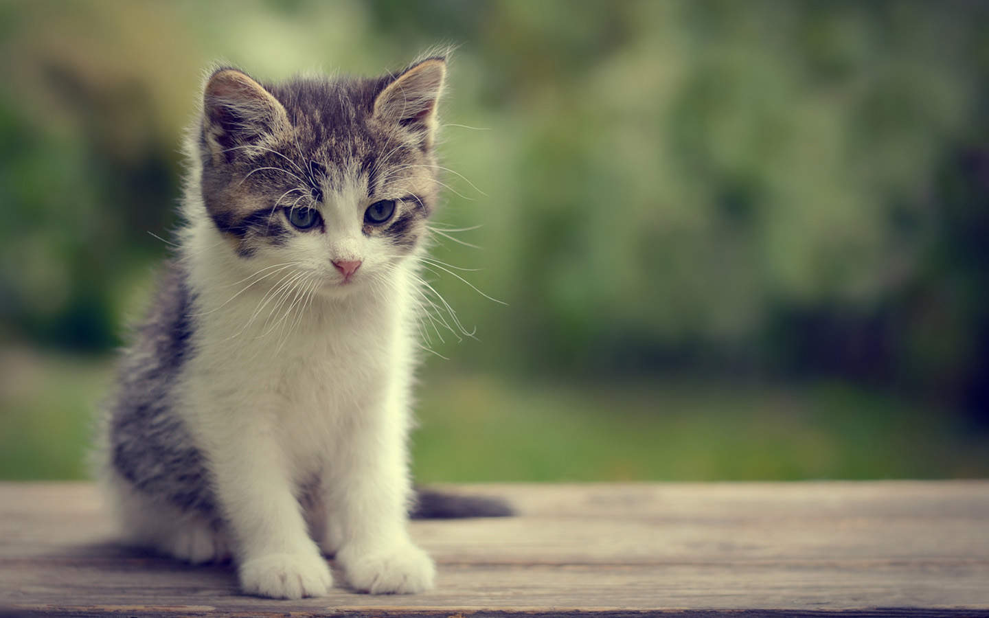 毛茸茸的可爱猫咪图片桌面壁纸图片