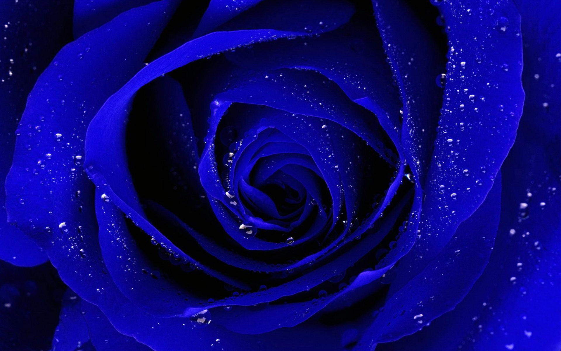 玫瑰花图片