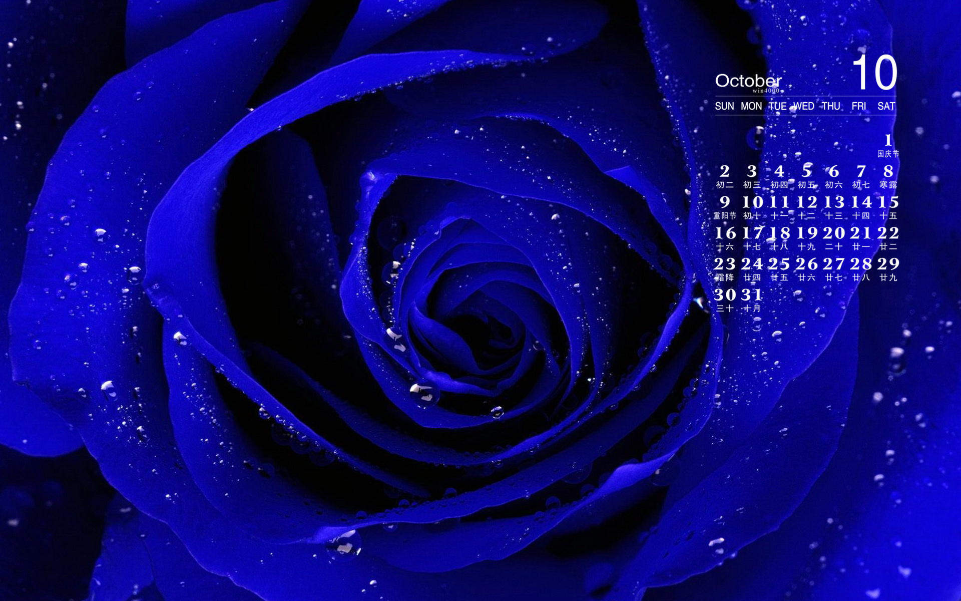 玫瑰花图片