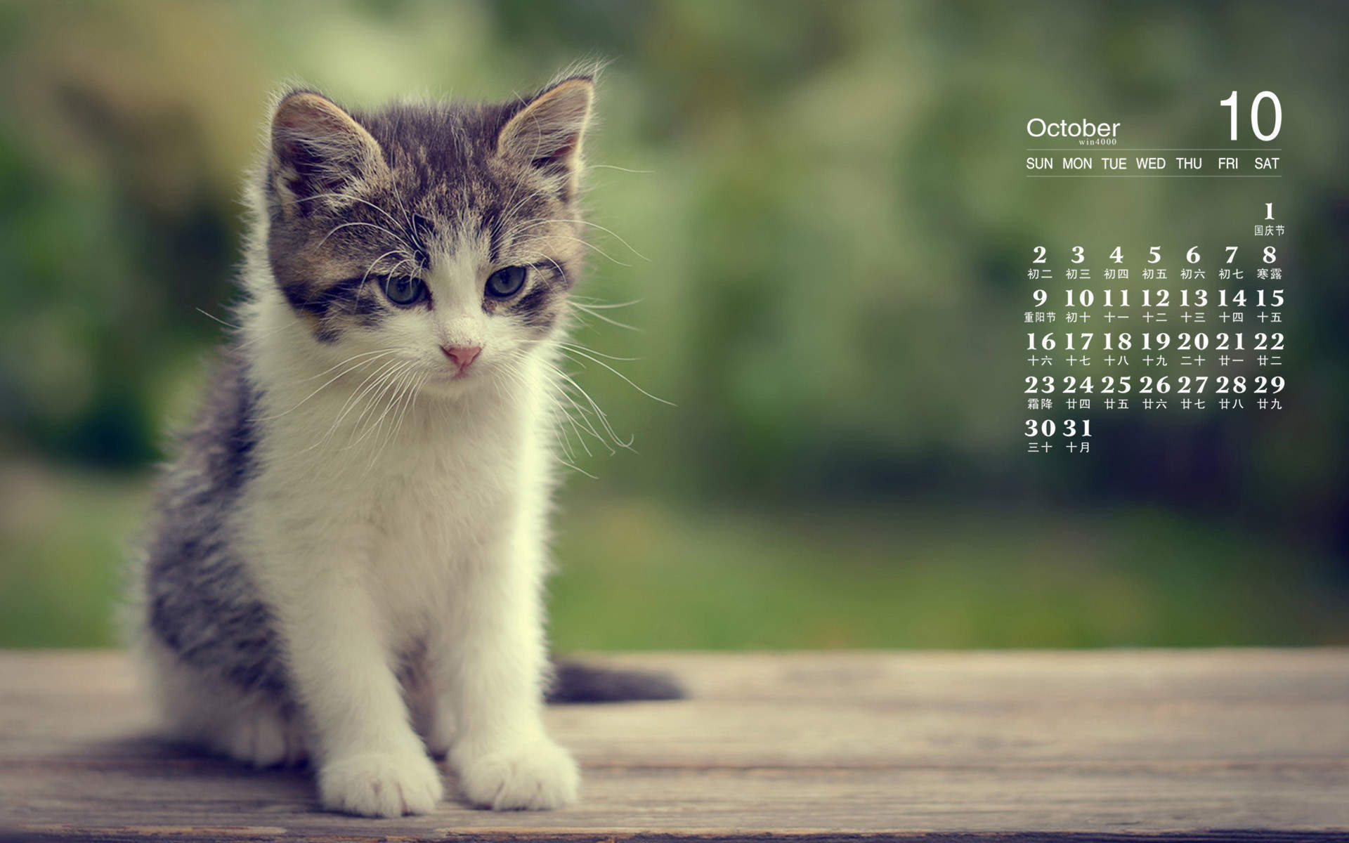 可爱小猫咪图片桌面壁纸图片