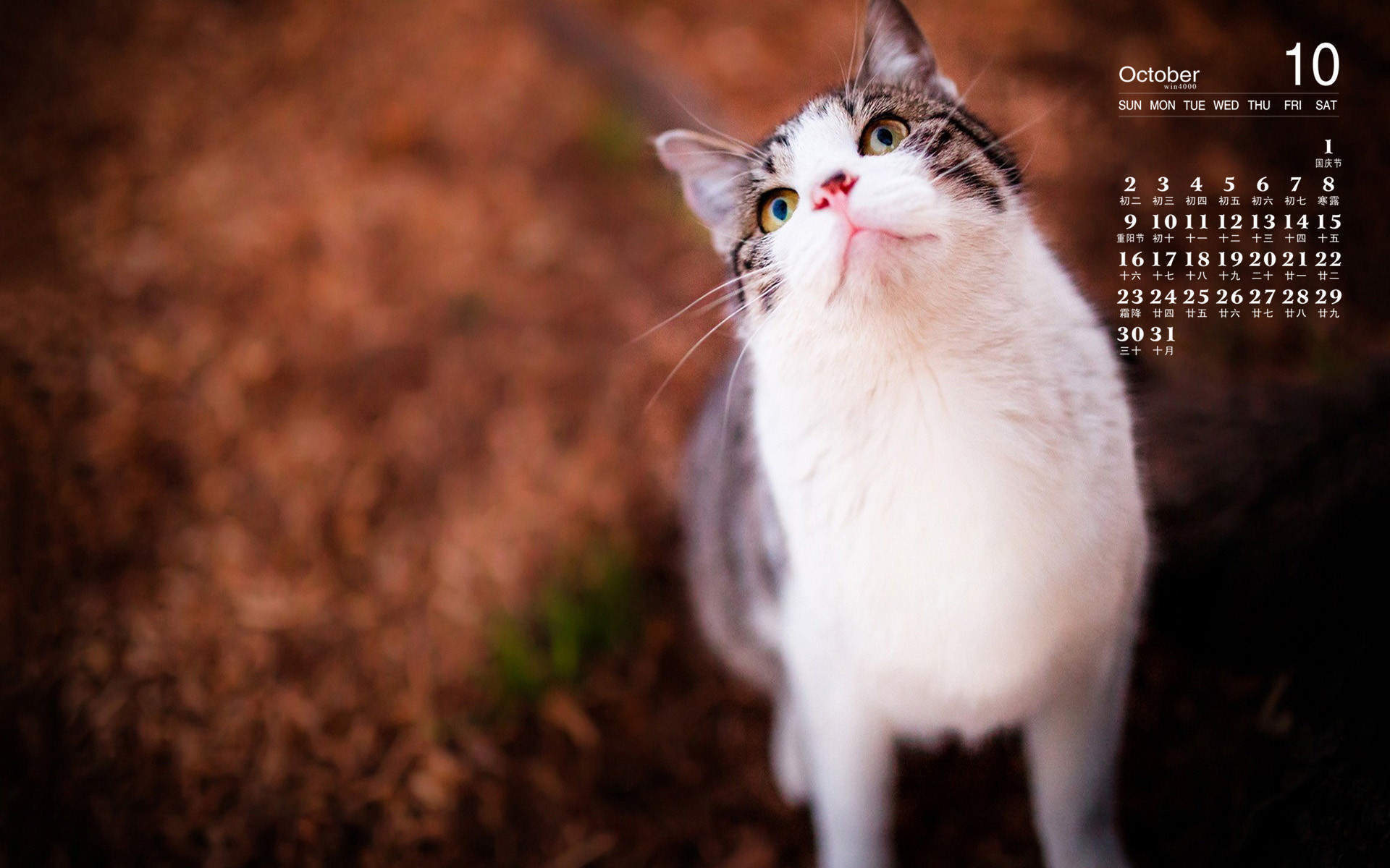 可爱小猫咪图片桌面壁纸图片