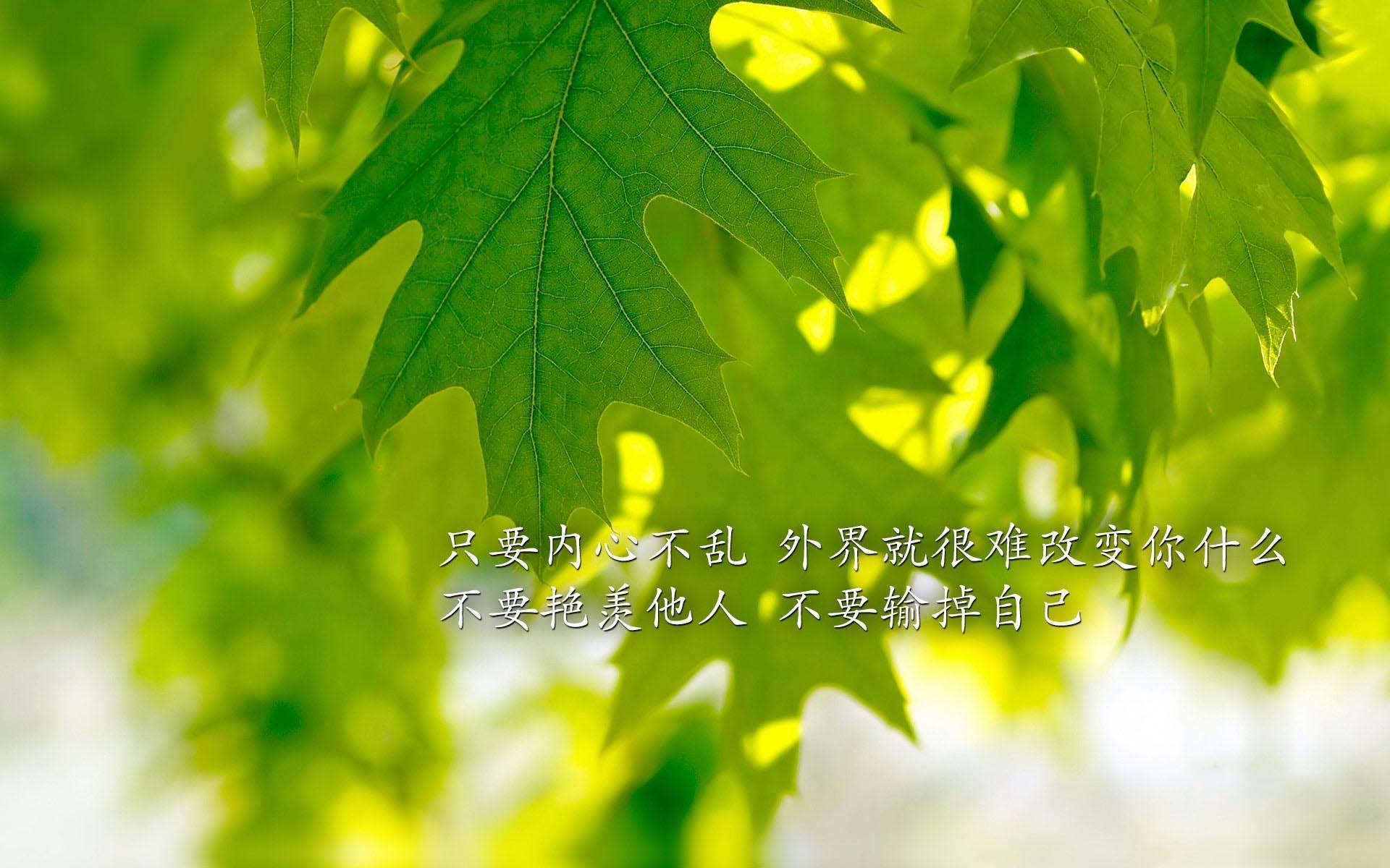 唯美励志文字小清新电脑壁纸图片大全图片