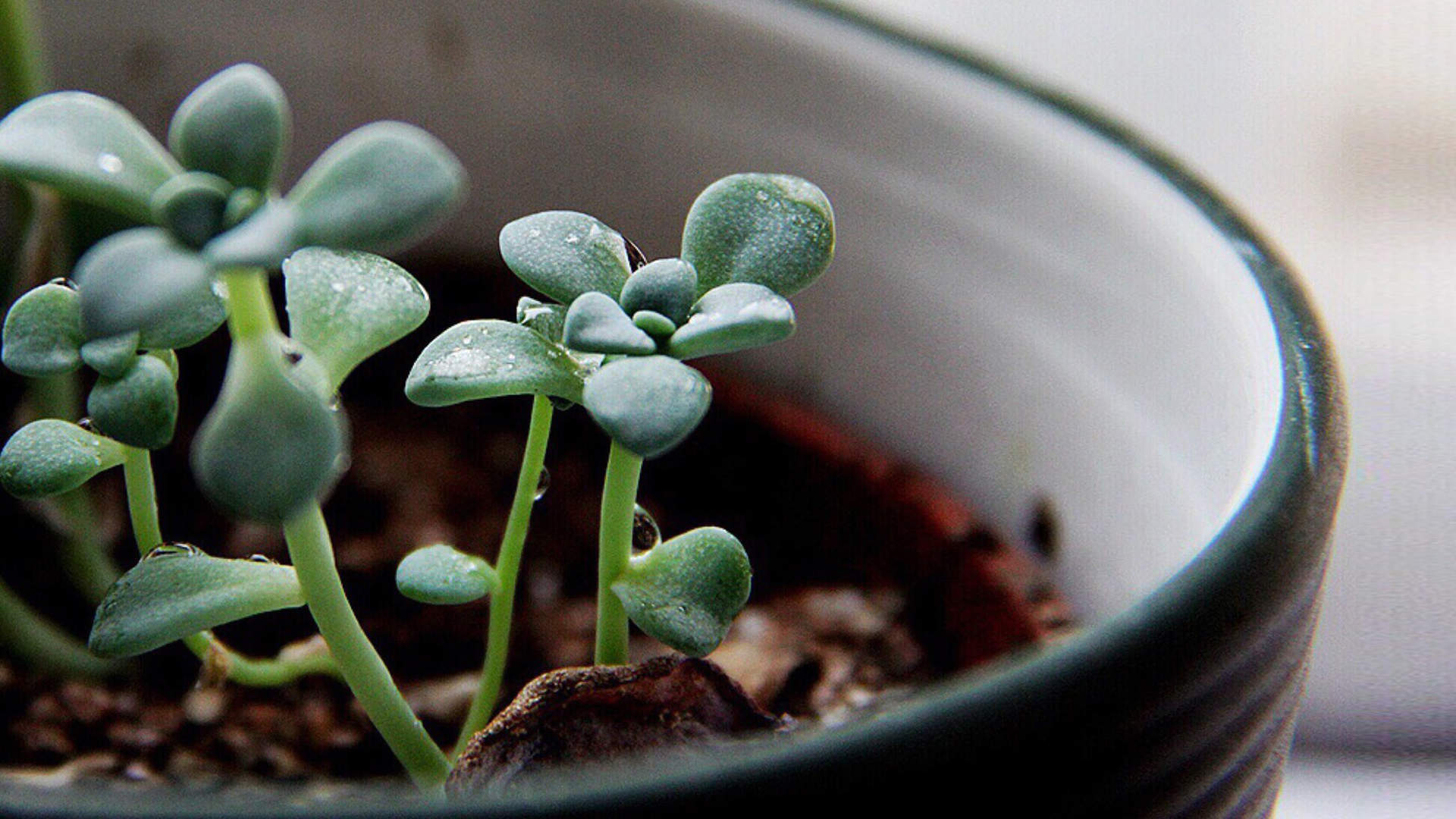 多肉植物图片