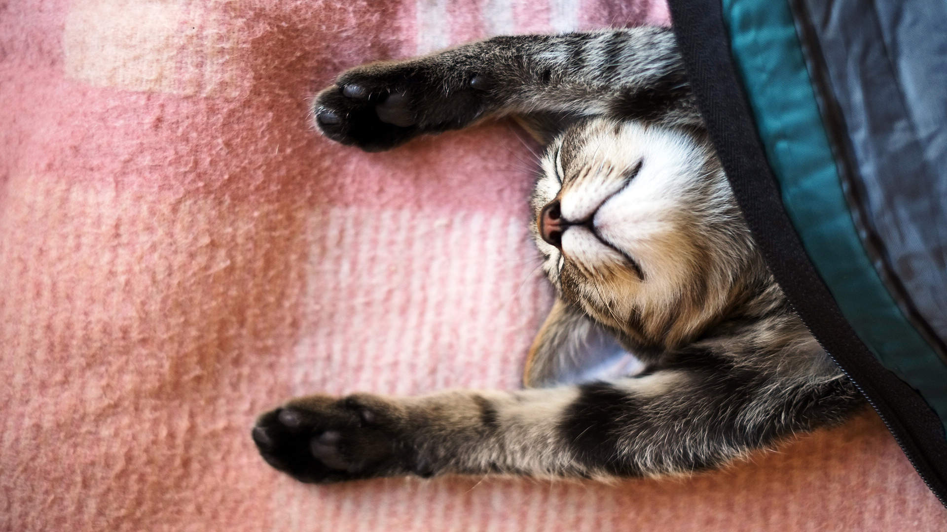 乖巧可爱猫咪图片手机壁纸图片